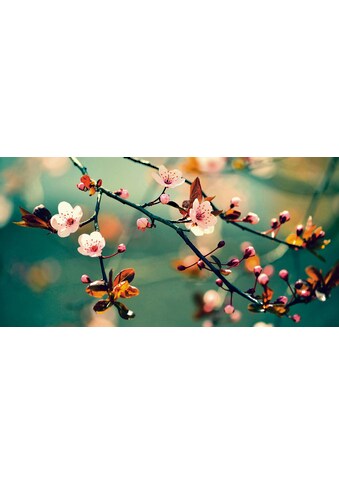 Home affaire Leinwandbild »Montypeter: Blühende japanische Kirsch Shakura«, 100/50 cm kaufen