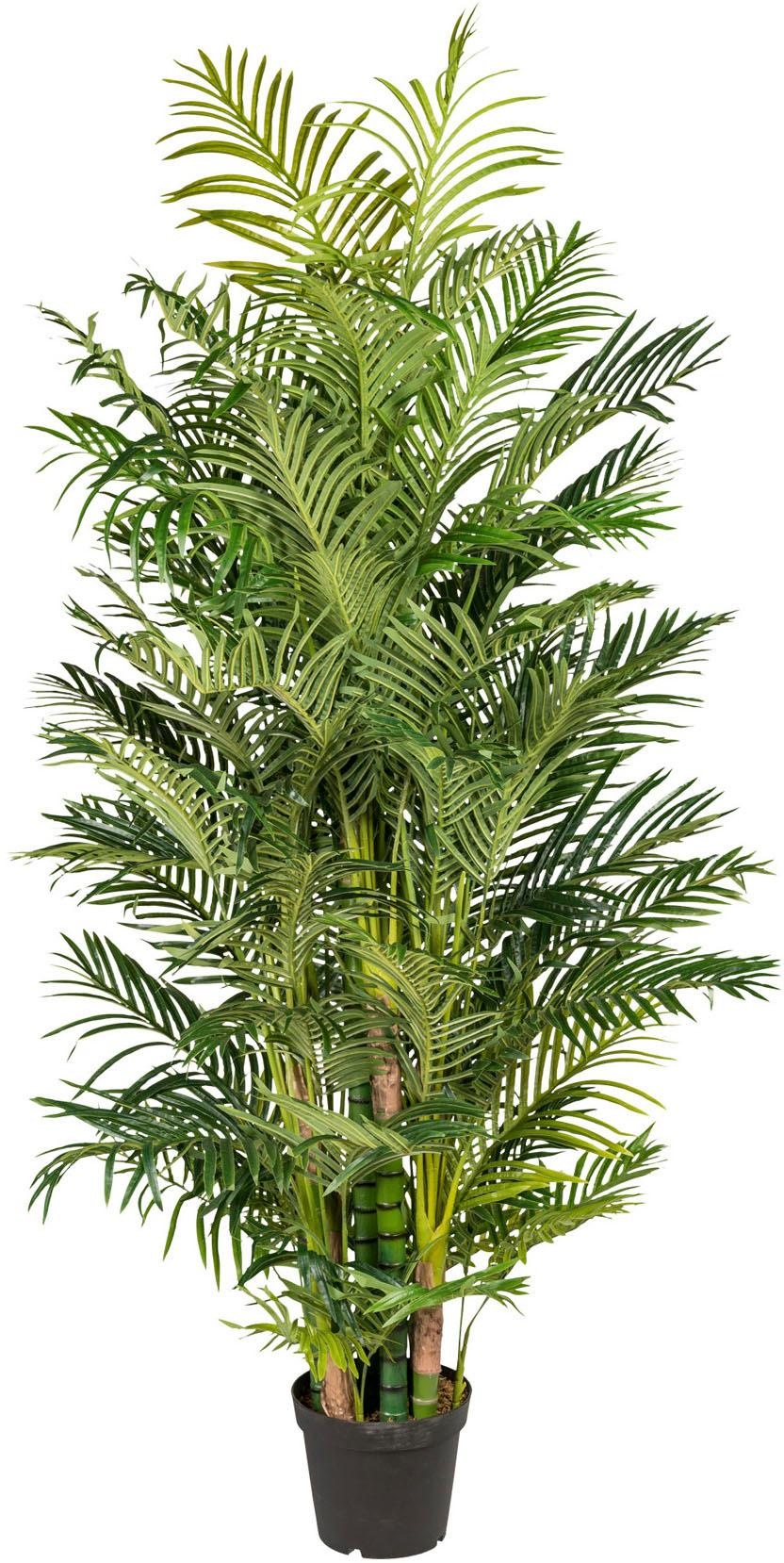 Kunstpalme Arecapalme Palme, Creativ green, Höhe günstig online kaufen