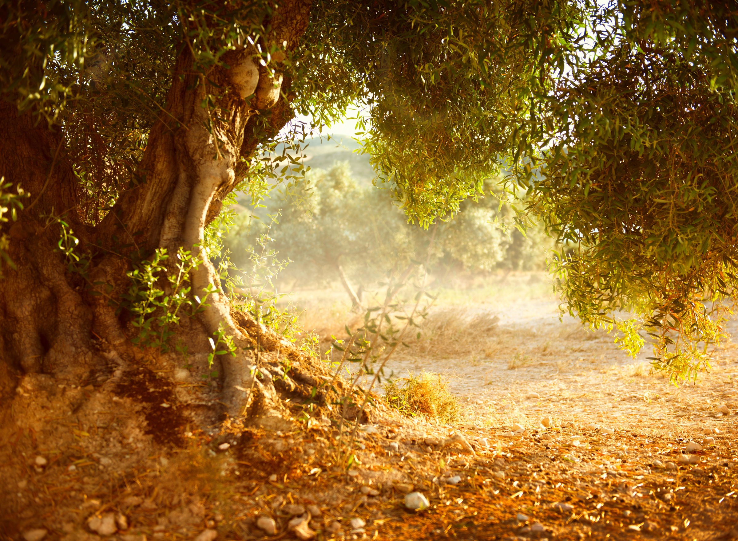 Papermoon Fototapete »Old Olive Tree« glatt günstig online kaufen