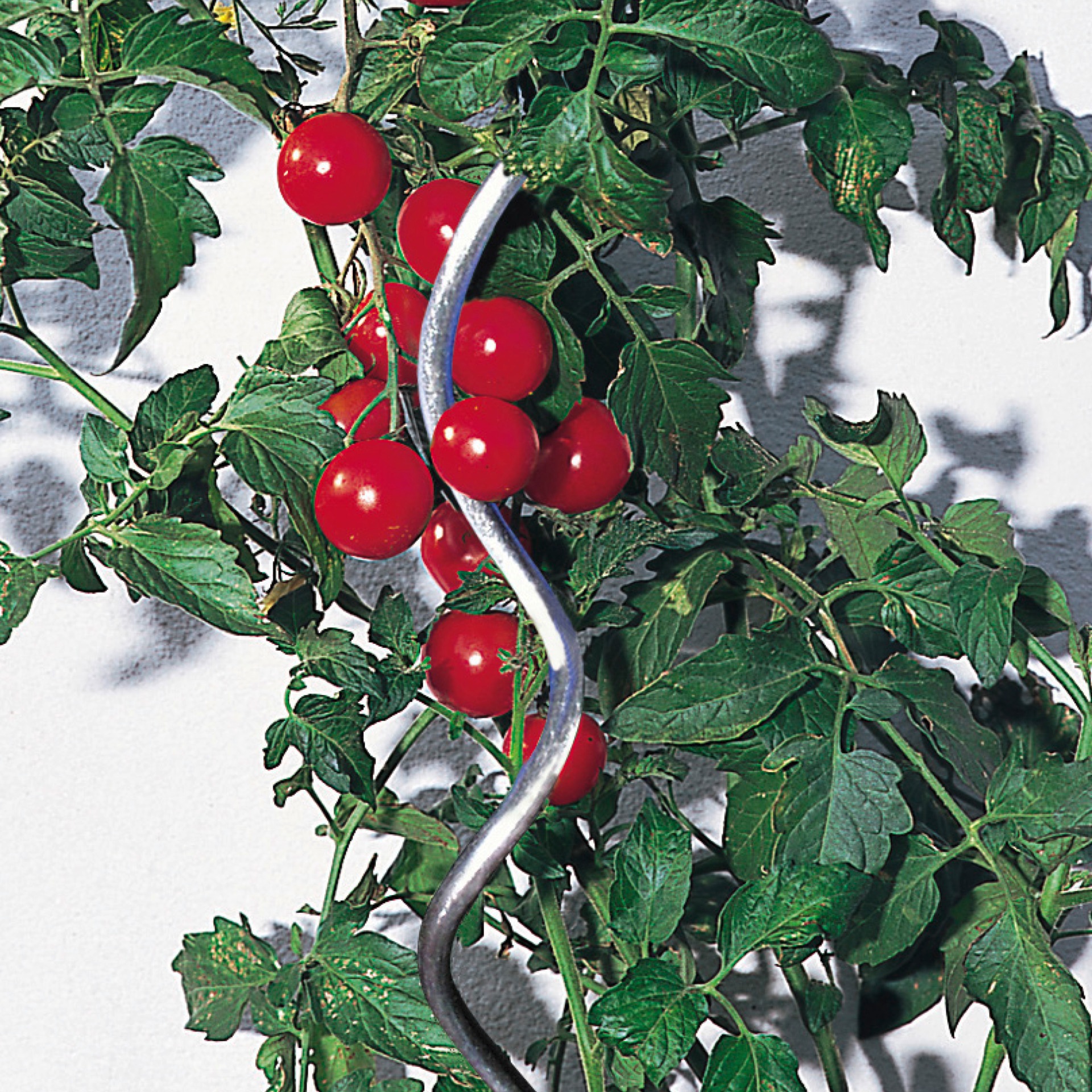 Windhager Rankhilfe »Tomatenspirlastab glanzverzinkt für hochwachsende Pflanzen« Pflanzstab wetterfest und langlebig, 150 cm