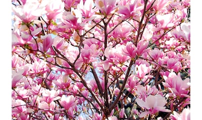Papermoon Fototapete »Blühende Magnolie« kaufen