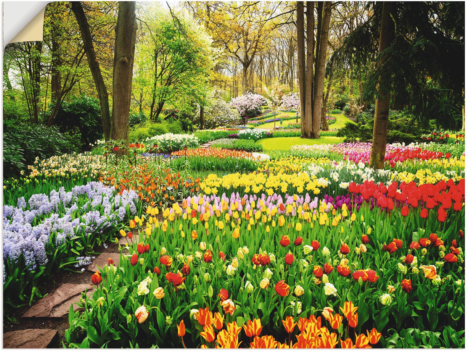 Artland Wandbild »Tulpen Garten Frühling«, St.) kaufen (1 auf Rechnung Blumenwiese
