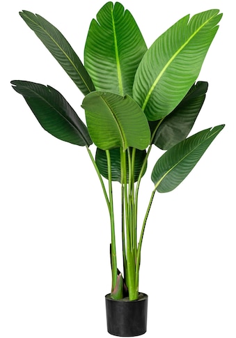 Creativ green Künstliche Zimmerpflanze »Strelitzia«, (1 St.) kaufen