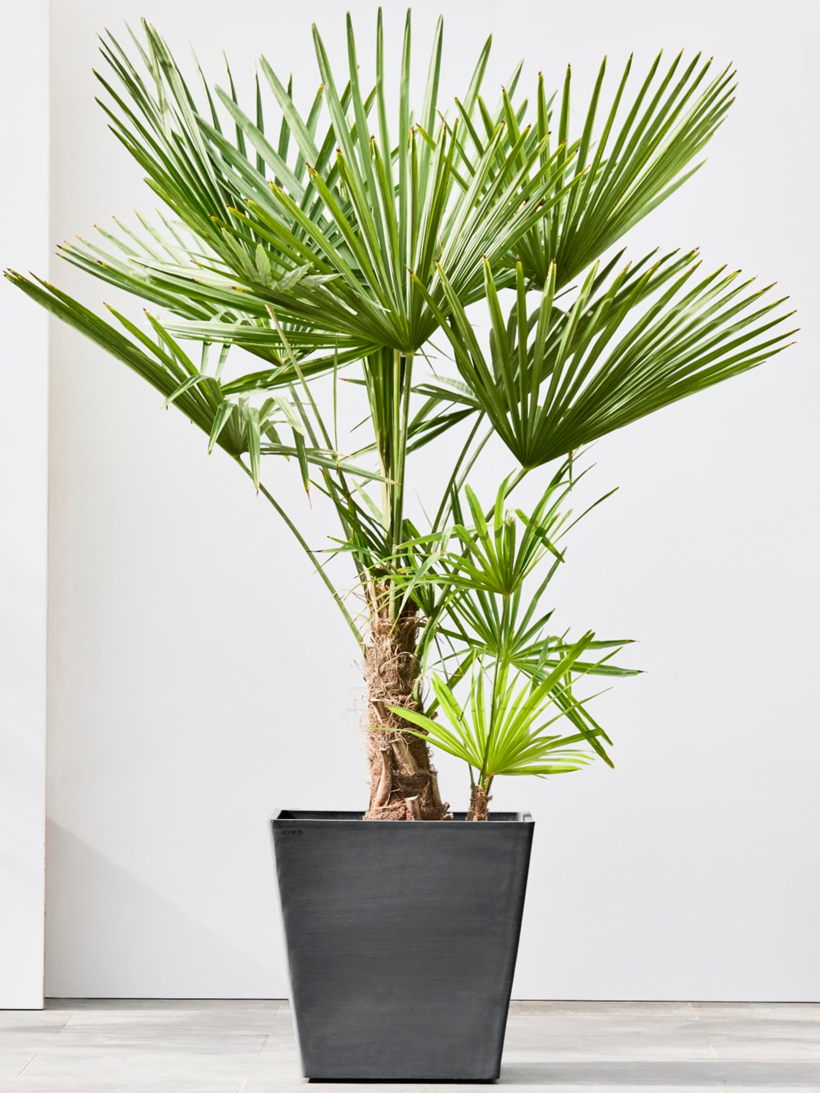 ECOPOTS Blumentopf »Rotterdam mit Rollen 50 Dunkelgrau«, für innen und außen: frostsicher, bruchsicher und lichtbeständig