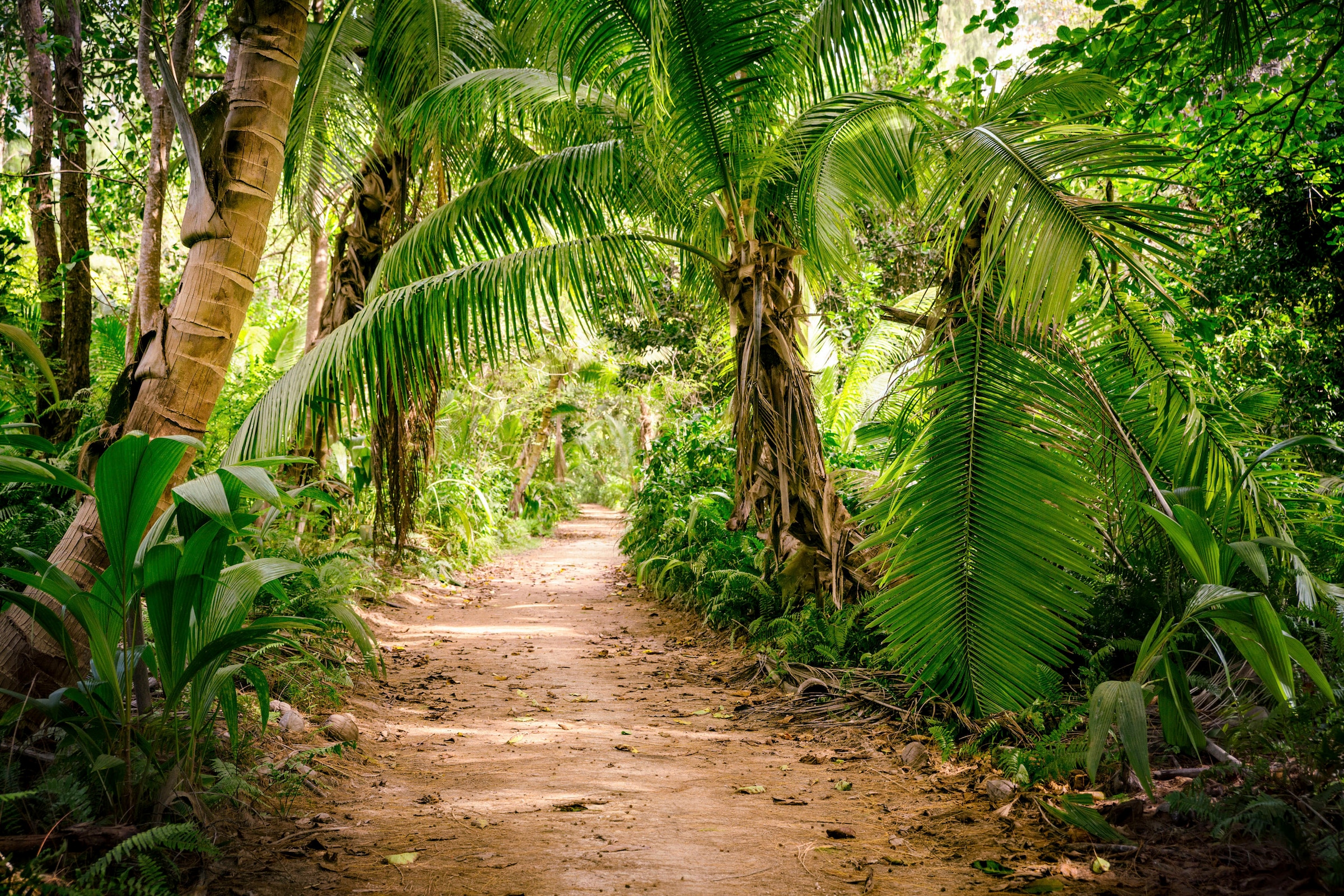 A.S. Création Leinwandbild »Palm Walk«, Kunst-Gemälde-Kinder, (1 St.), Palmen Wald Keilrahmen Natur Leinwand-Bild Wohnzimmer modern Wandbild