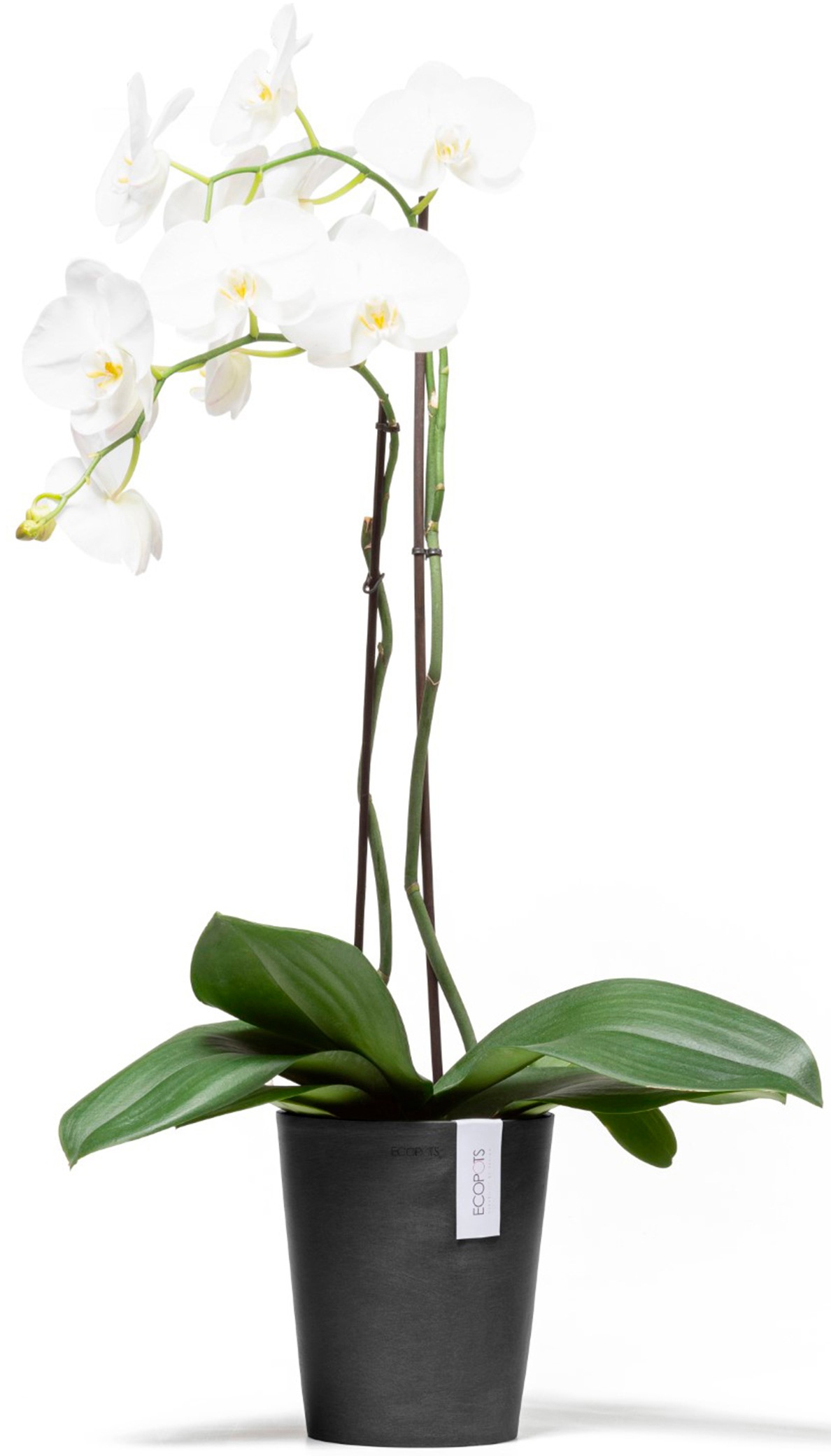 ECOPOTS Blumentopf »Morinda Orchidee 17 Dunkelgrau«, für den Innenbereich