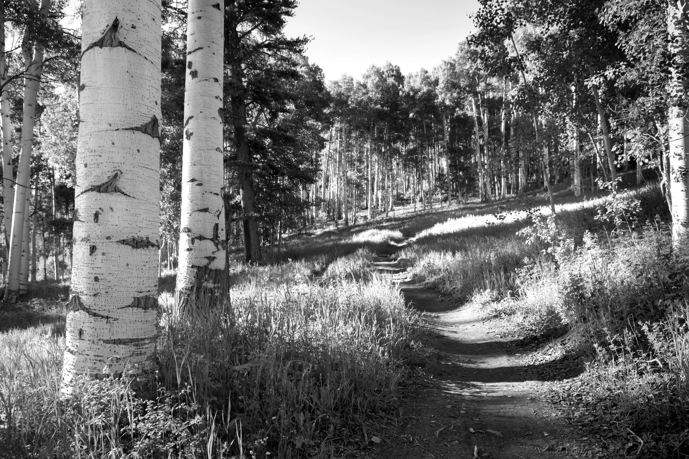 Papermoon Fototapete »Birkenwald Schwarz & Weiß« günstig online kaufen