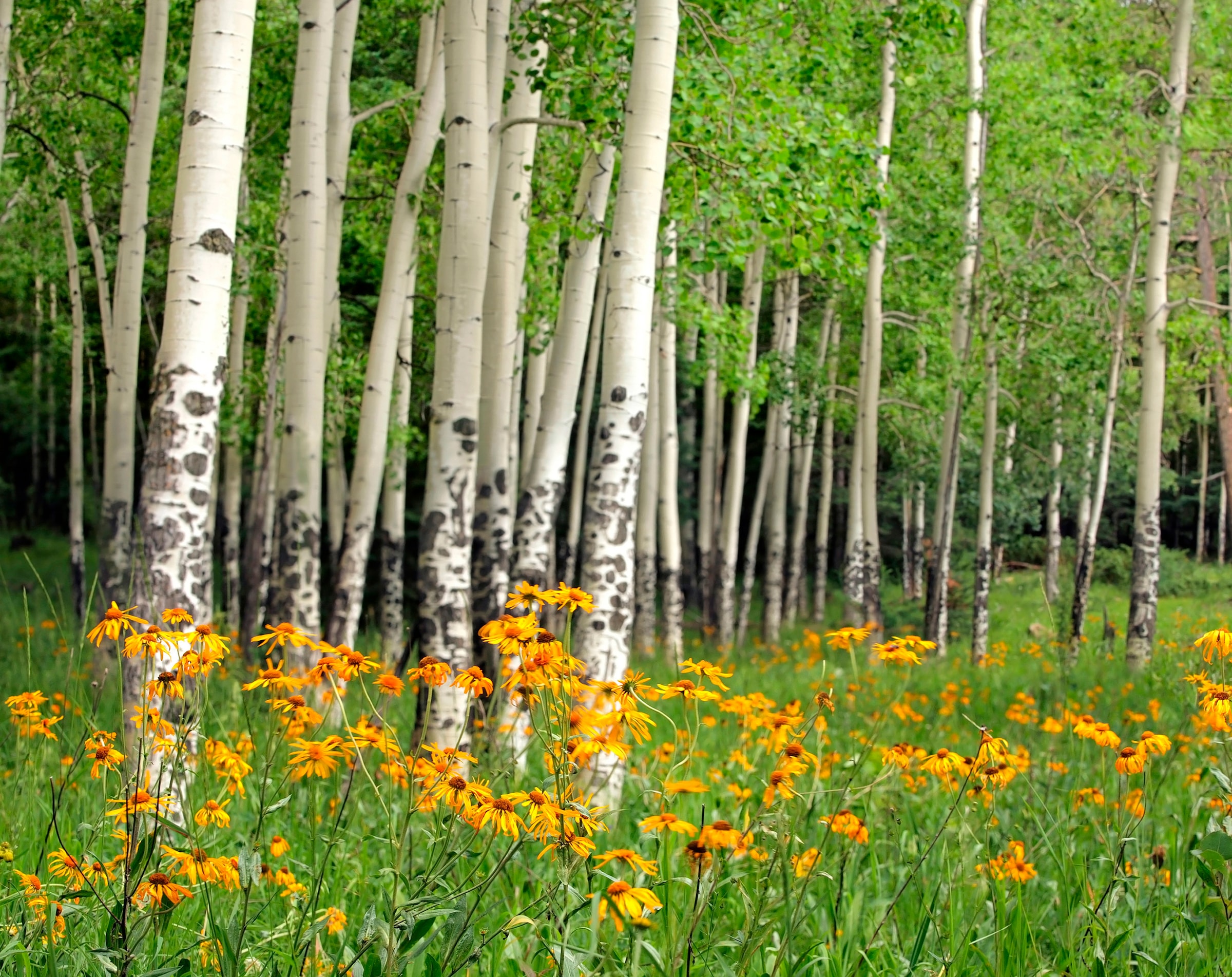 Papermoon Fototapete »Aspen Grove and Orange Wildflowers« glatt günstig online kaufen