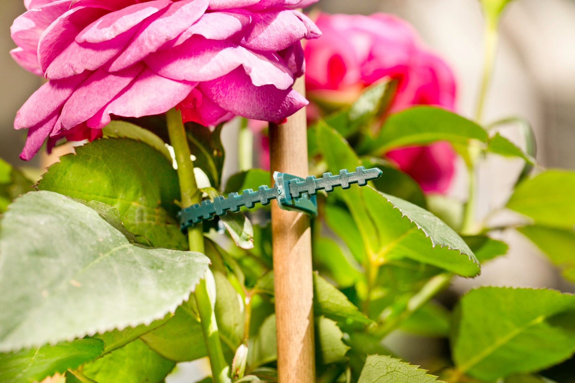 Windhager Rankhilfe »verstellbar, Pflanzenbinder zum befestigen von Ästen, 50 Stk.« Pflanzenclips 130 mm, Pflanzenhalter grün