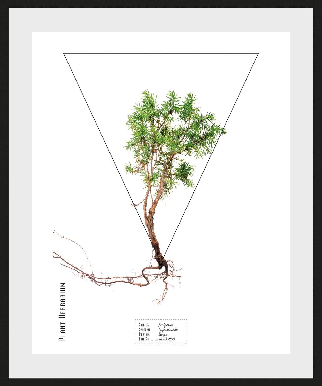 queence Bild »Juniperus«, Pflanzen-Pflanzenbilder-Schriftzug, (1 St.), HD P günstig online kaufen