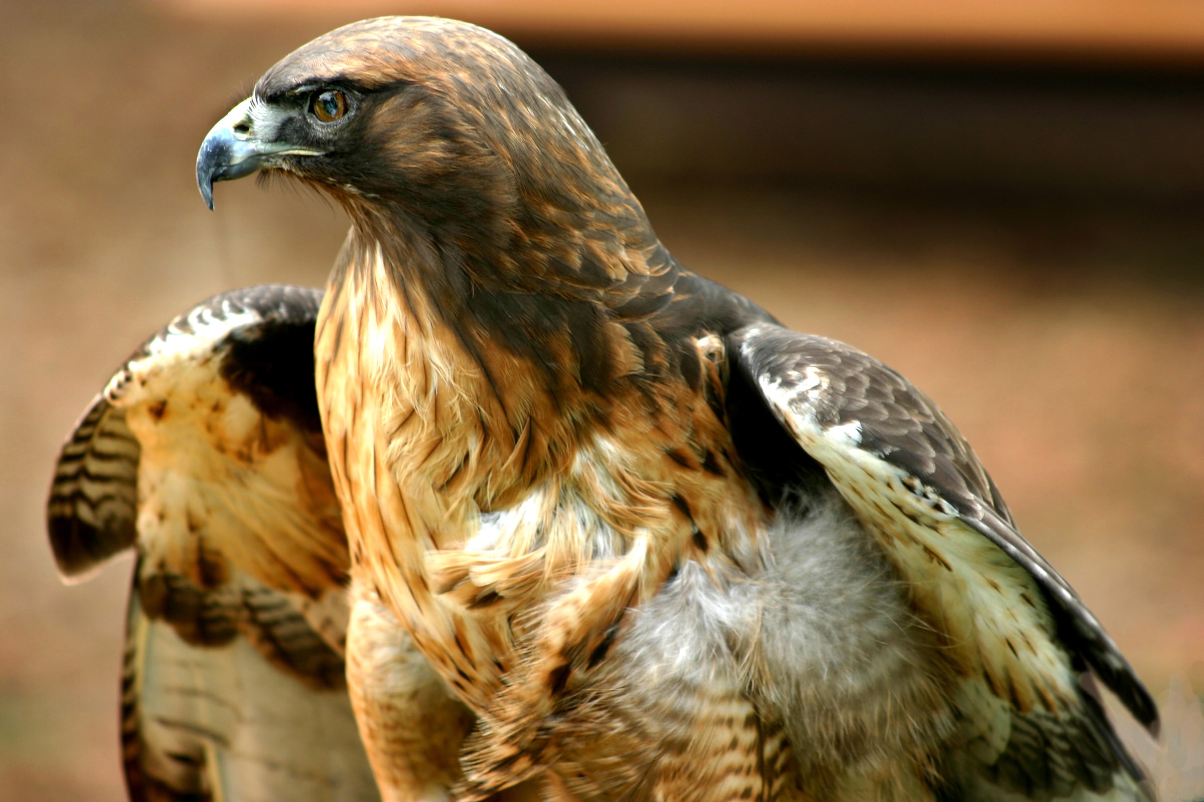 Papermoon Fototapete »Red Tail Hawk« günstig online kaufen