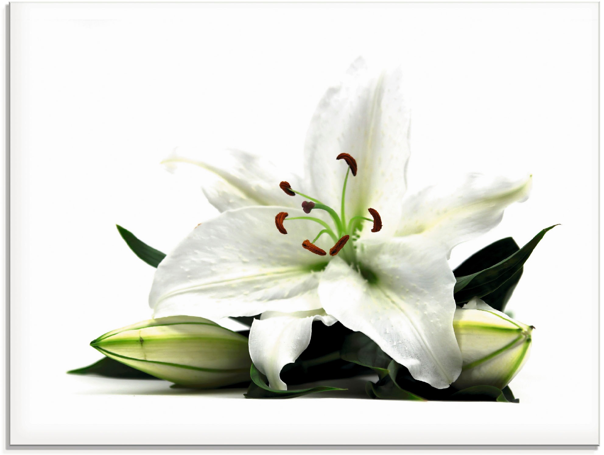 Artland Glasbild »Große Lilie«, Blumen, (1 St.), in verschiedenen Größen günstig online kaufen