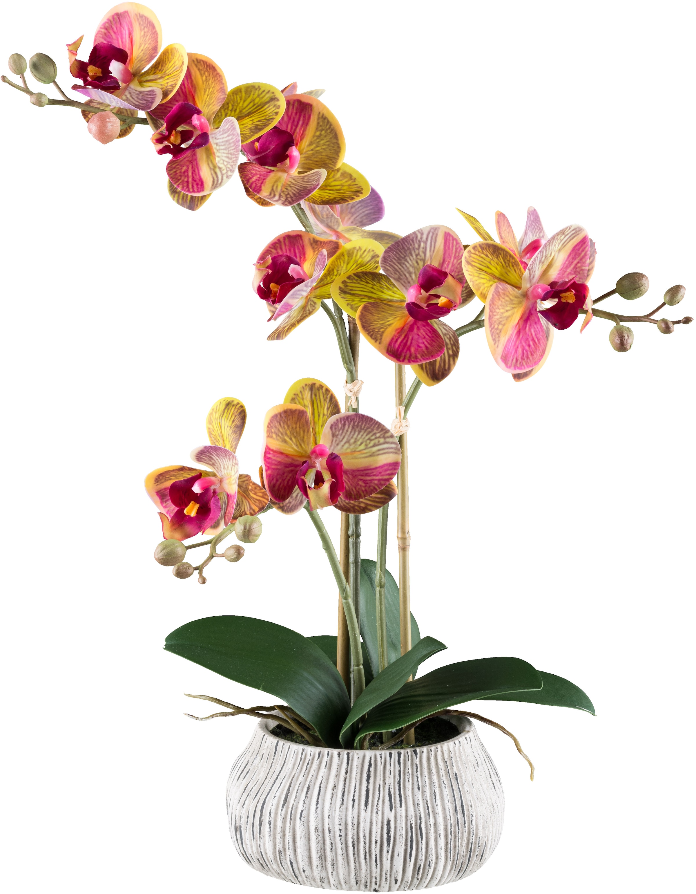 Creativ green Kunstorchidee »Orchidee Phalaenopsis«, mit außergewöhnlicher Zementschale