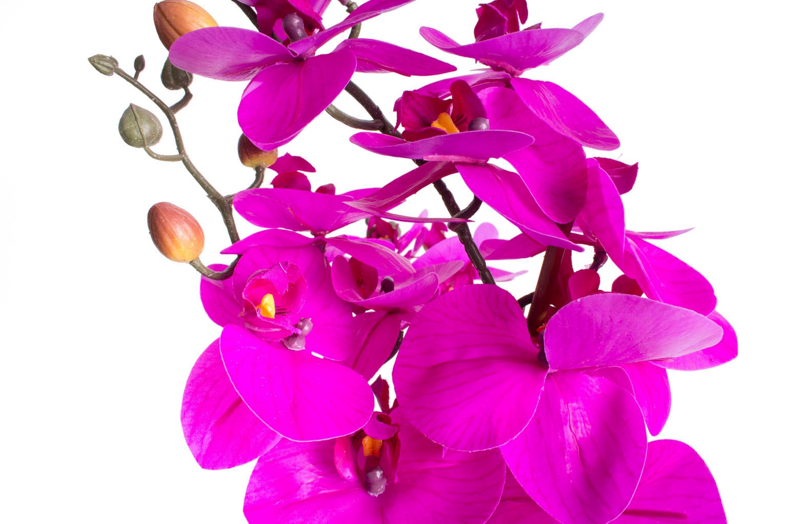 Raten kaufen auf Botanic-Haus Bora« »Orchidee Kunstorchidee