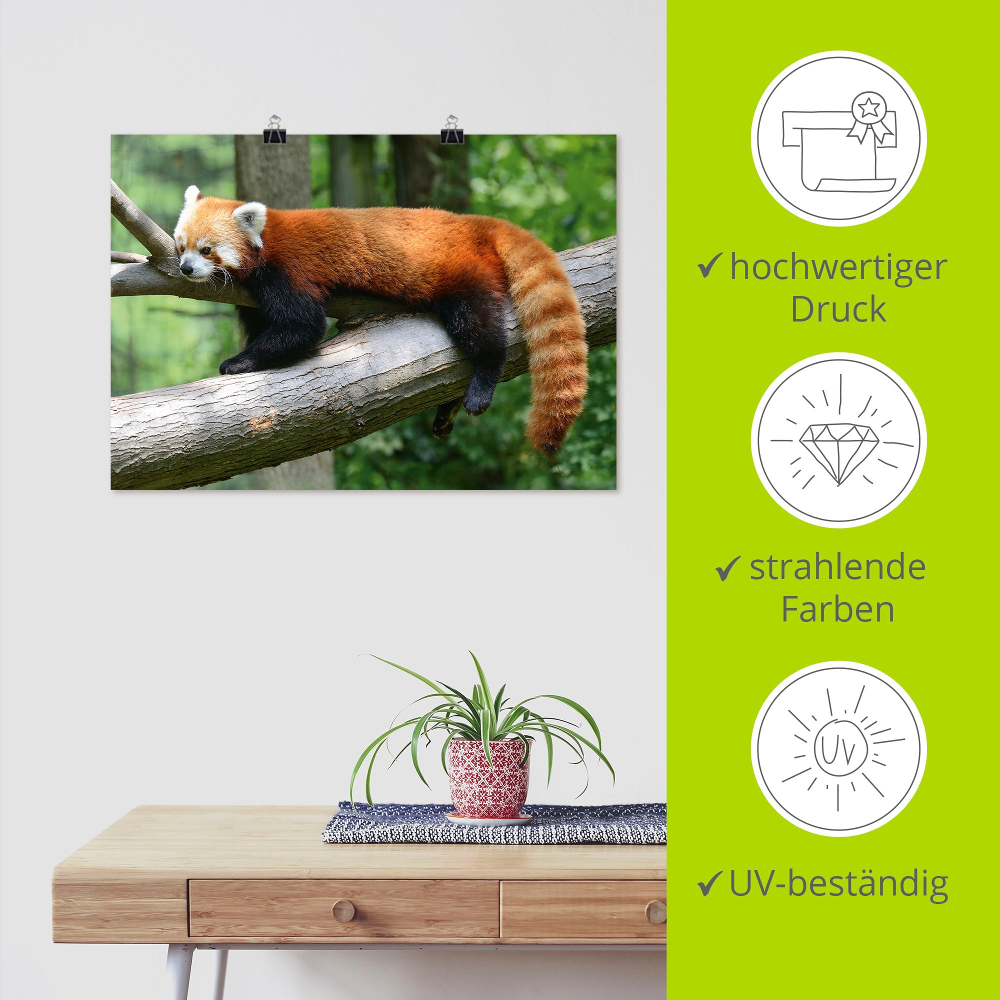 Artland Wandbild »Roter Panda«, Wildtiere, (1 St.), als Poster, Wandaufkleber in verschied. Größen