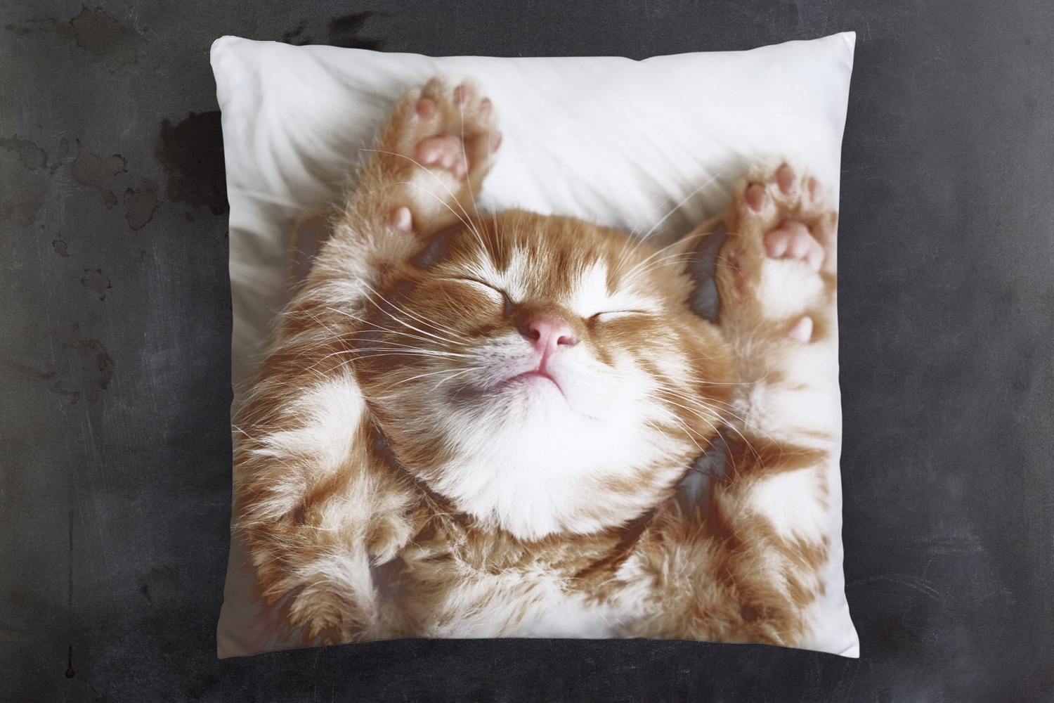queence Dekokissen »Katzenbaby«, Kissenhülle mit HD Premium Druck, geruchsneutral, 40x40cm