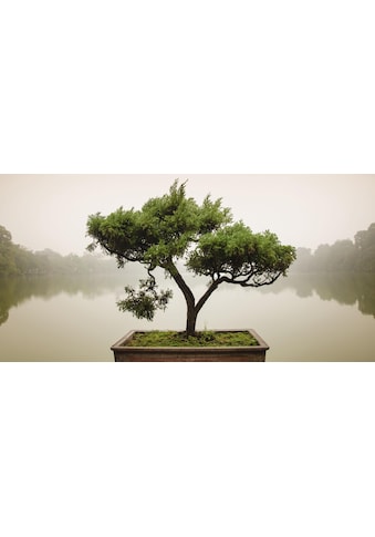 Home affaire Glasbild »Panom: Chinesischer Bonsaibaum«, 100/50 cm kaufen