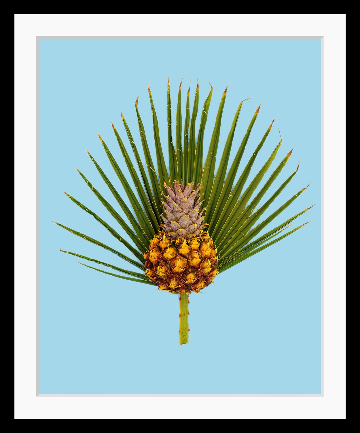 queence Bild »Diana«, Obst-Obst Bilder-Kunst-Ananas-Stechpalmen-Palmen, HD günstig online kaufen