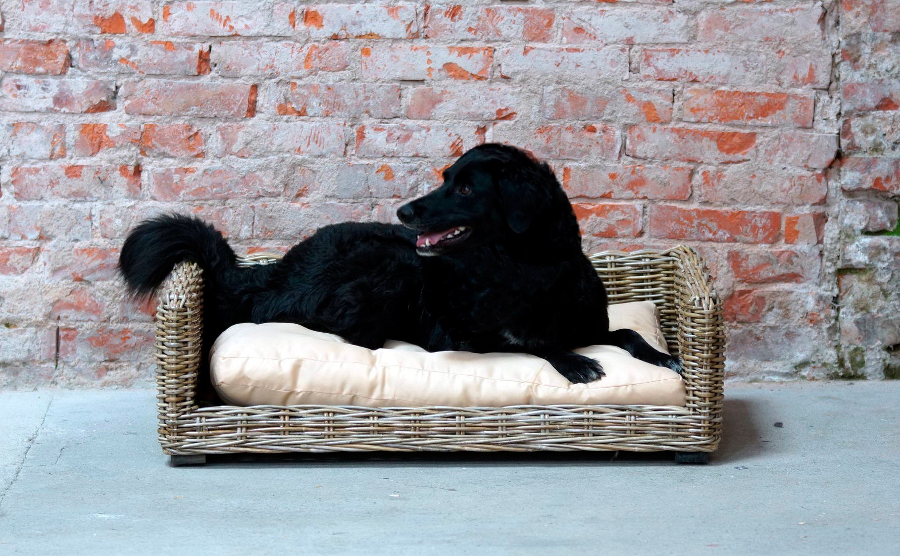 2. Bild von SILVIO design Tierkorb »Bonny Gr. 2«, BxLxH: 100x70x30 cm, natur