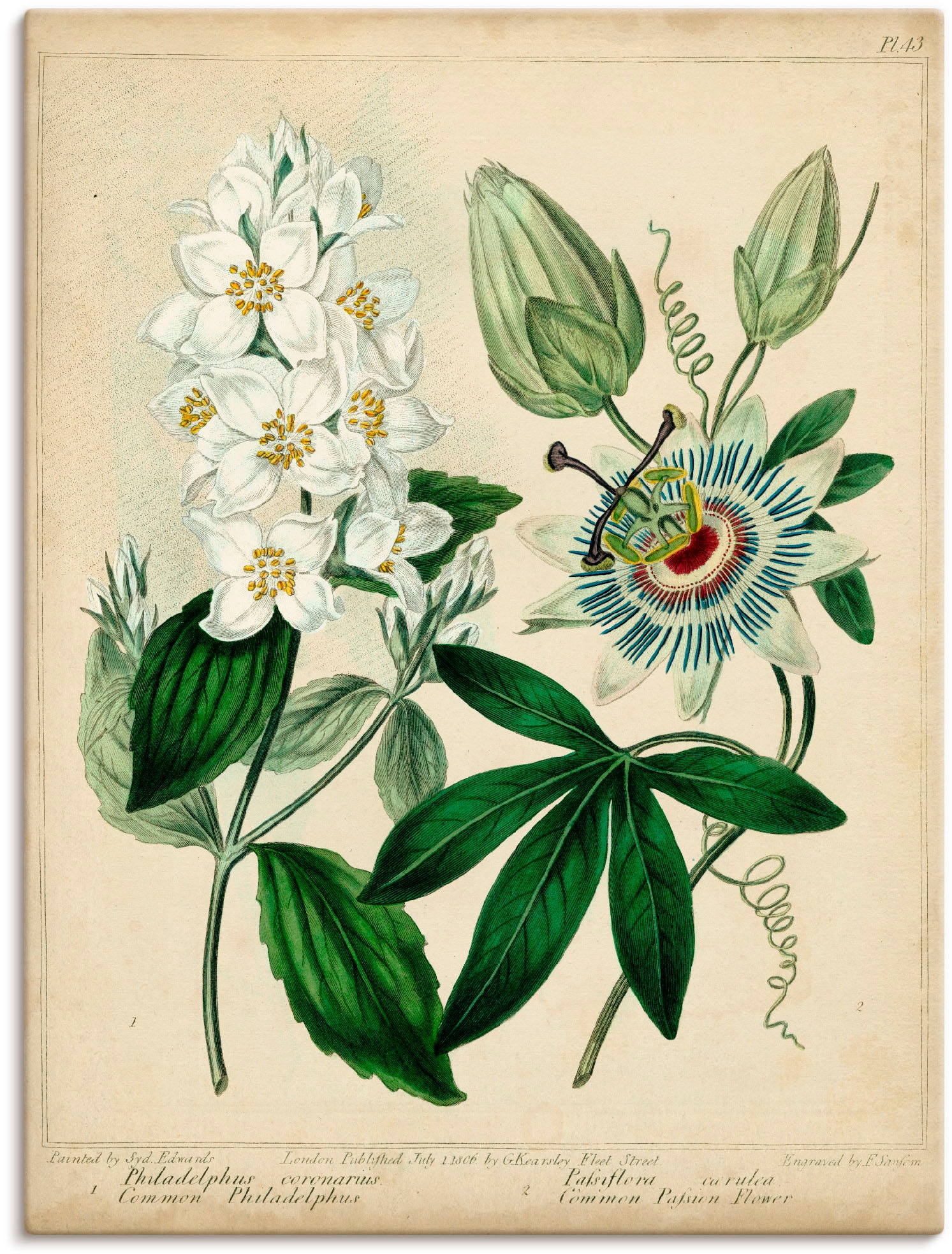 Artland Wandbild »Federnelke II«, Blumen, (1 St.), als Leinwandbild, Poster günstig online kaufen