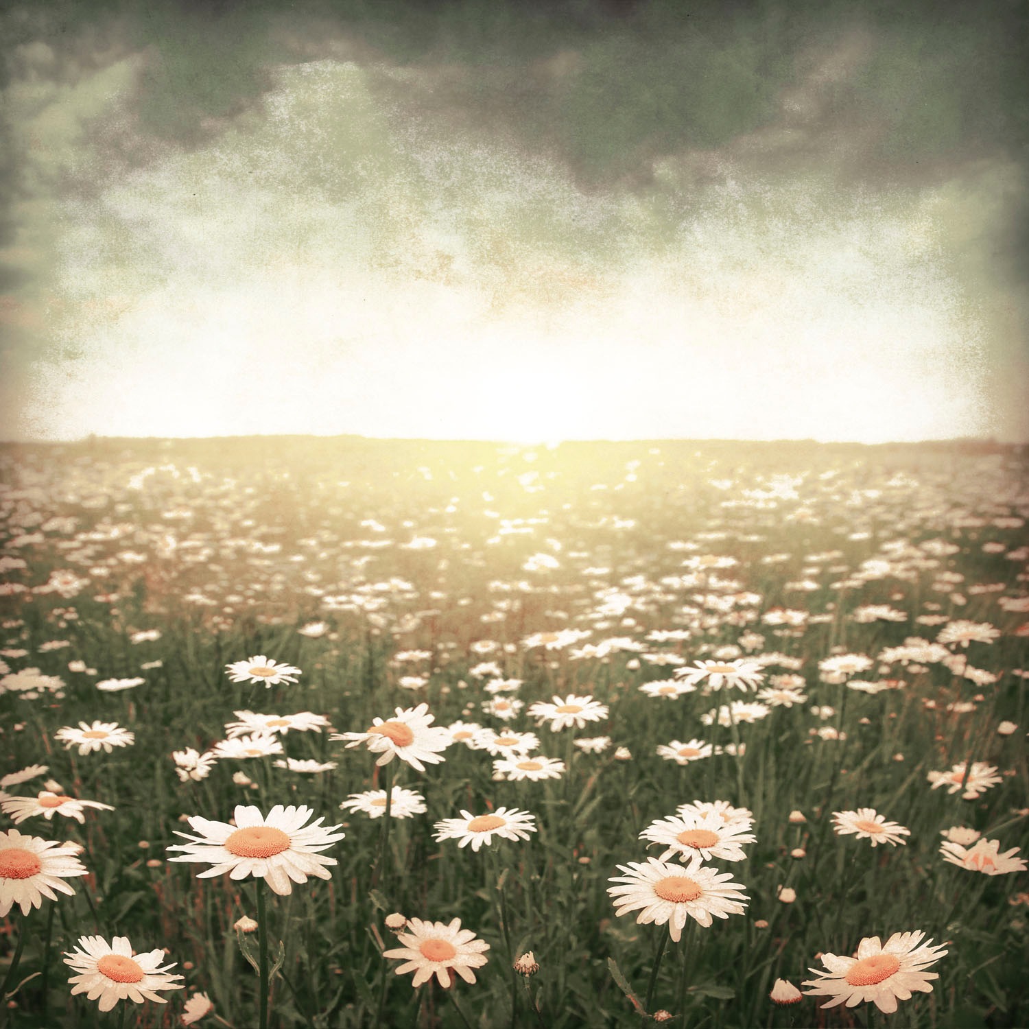queence Acrylglasbild »Epson«, Landschaft-Blumen-Himmel-Wiesen & Bäume-Pfla günstig online kaufen