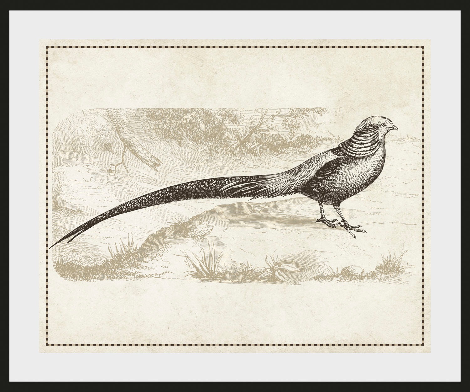 queence Bild »Daniel«, Vögel-Vogelbilder-historische Ereignisse-Kunst, (1 St.), HD Premium Poster-Druck inkl. Holzrahmen