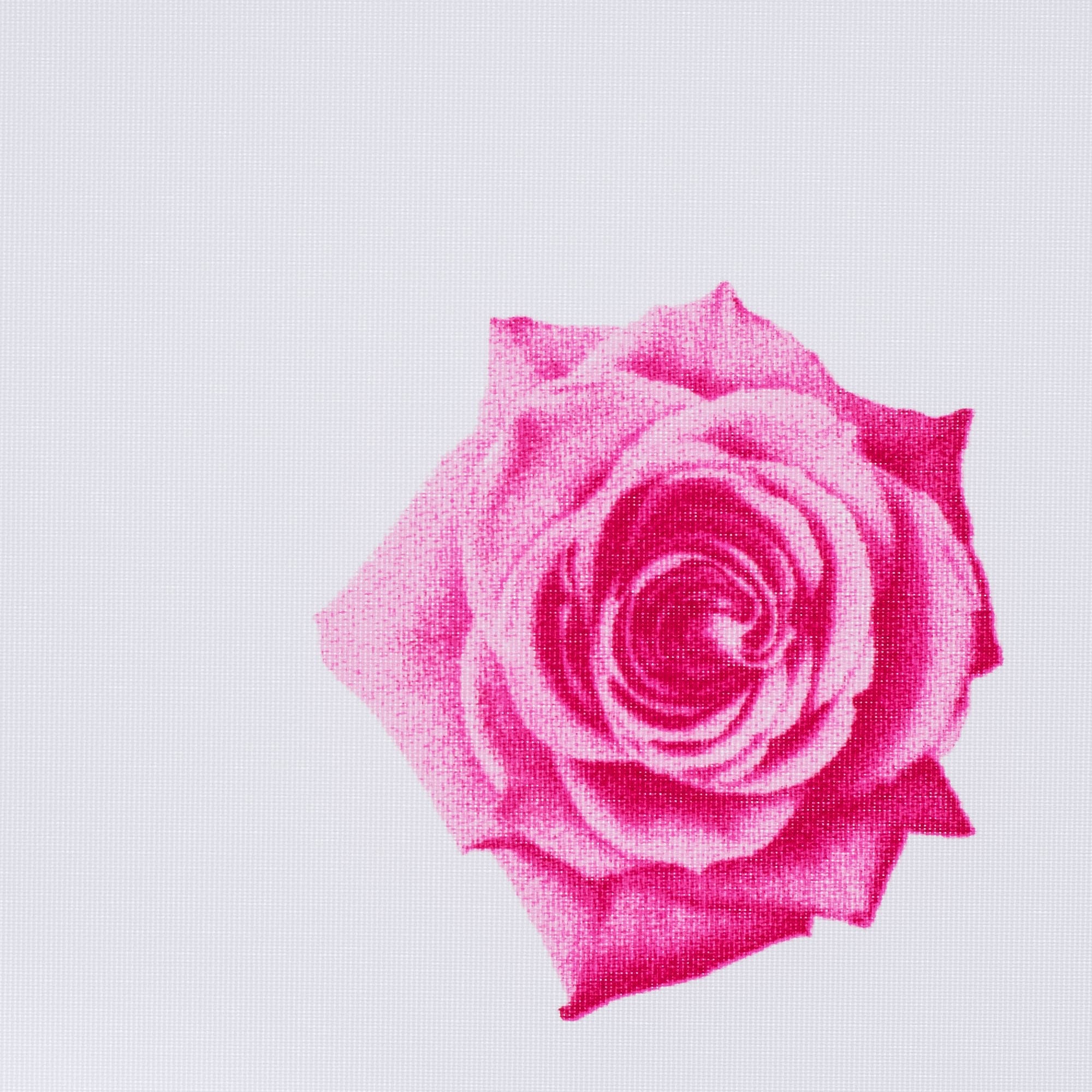 »Rosen«, pink bequem Dekorrollo und Seitenzugrollo, - schnell Kettenzugrollo, bestellen Lichtschutz, Rosen Liedeco freihängend, Seitenzugrollo