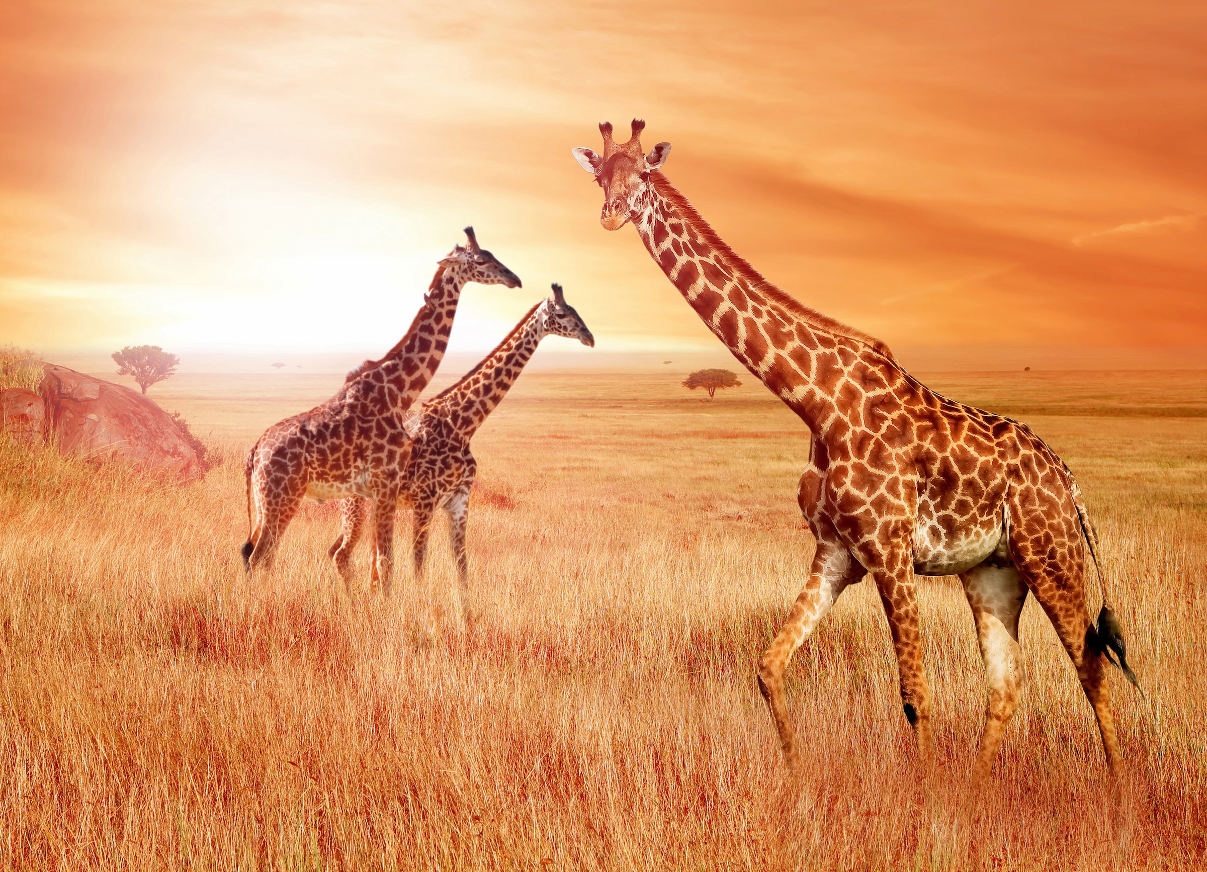 Papermoon Fototapete »African Giraffes« günstig online kaufen