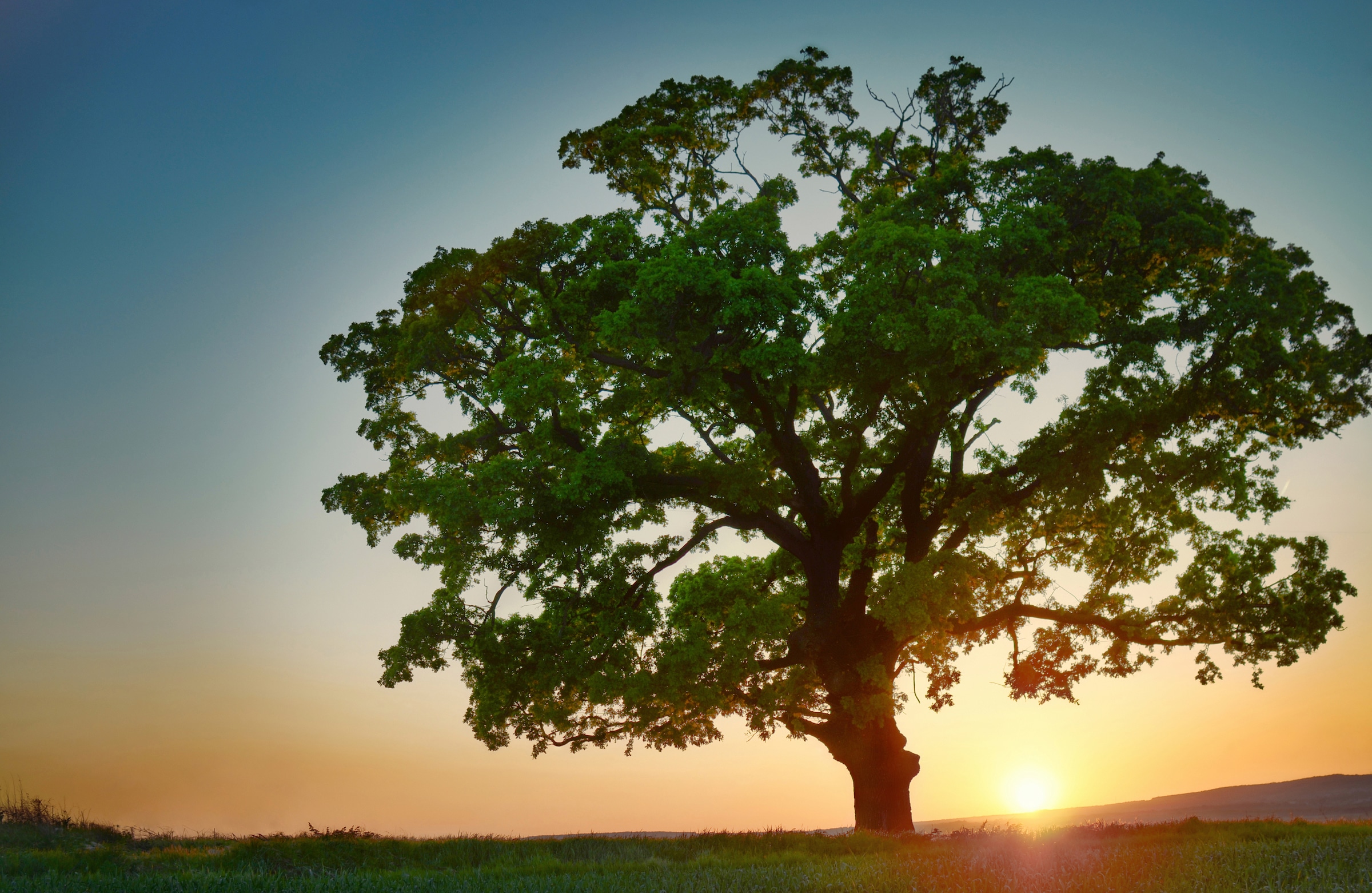 Papermoon Fototapete »BAUM-NATUR LANDSCHAFT HERBST WALD BÄUME SONNENUNTERGA günstig online kaufen