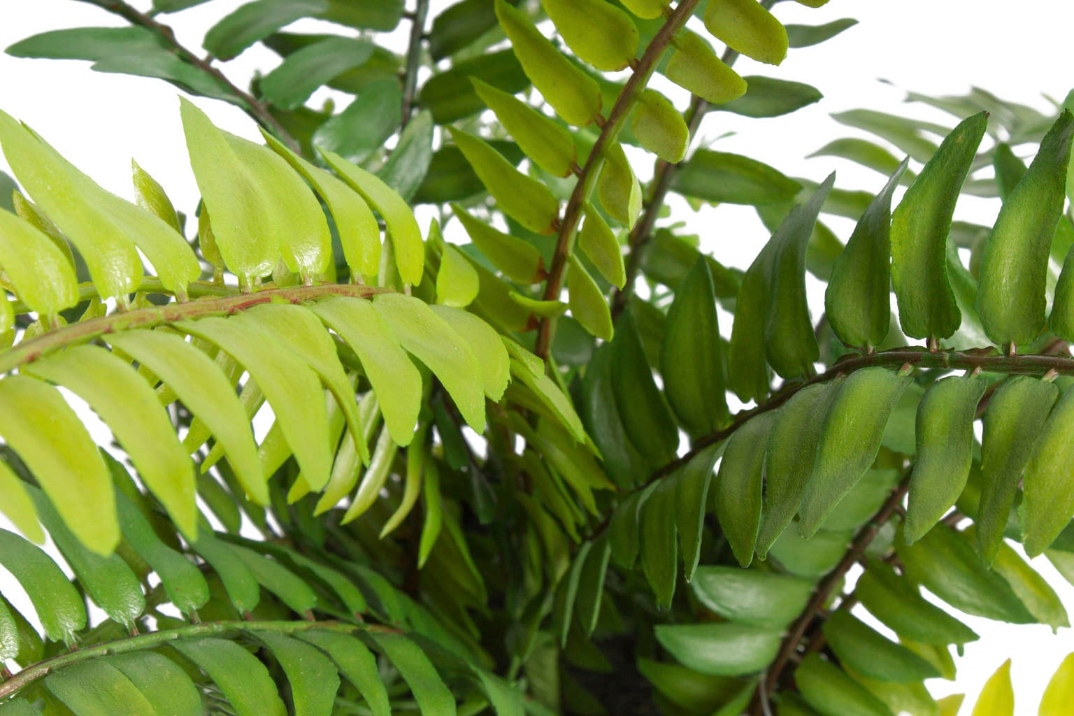 Zimmerpflanze mit 18 Botanic-Haus »Farn auf Rechnung kaufen Blättern« Künstliche