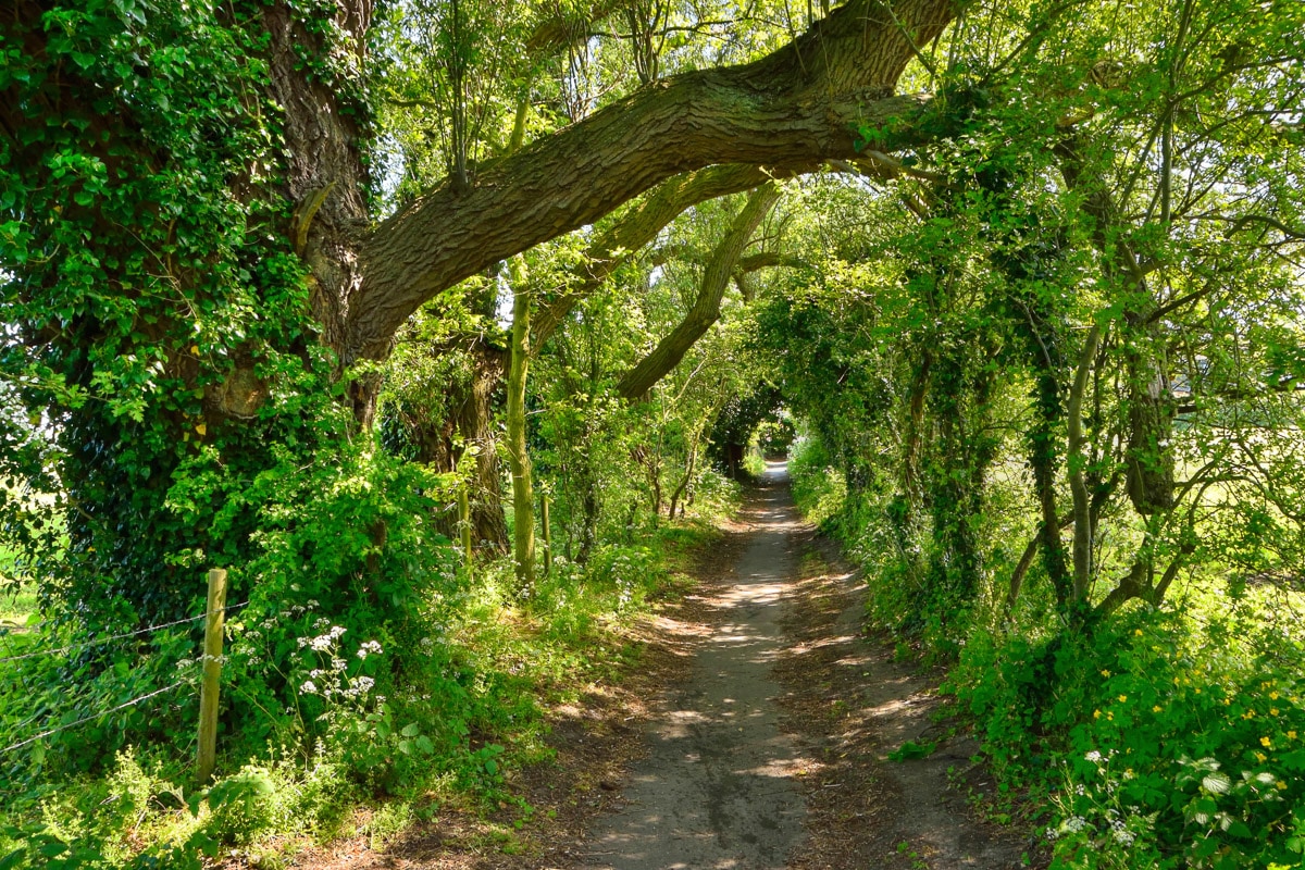 Papermoon Fototapete »Waldweg« günstig online kaufen