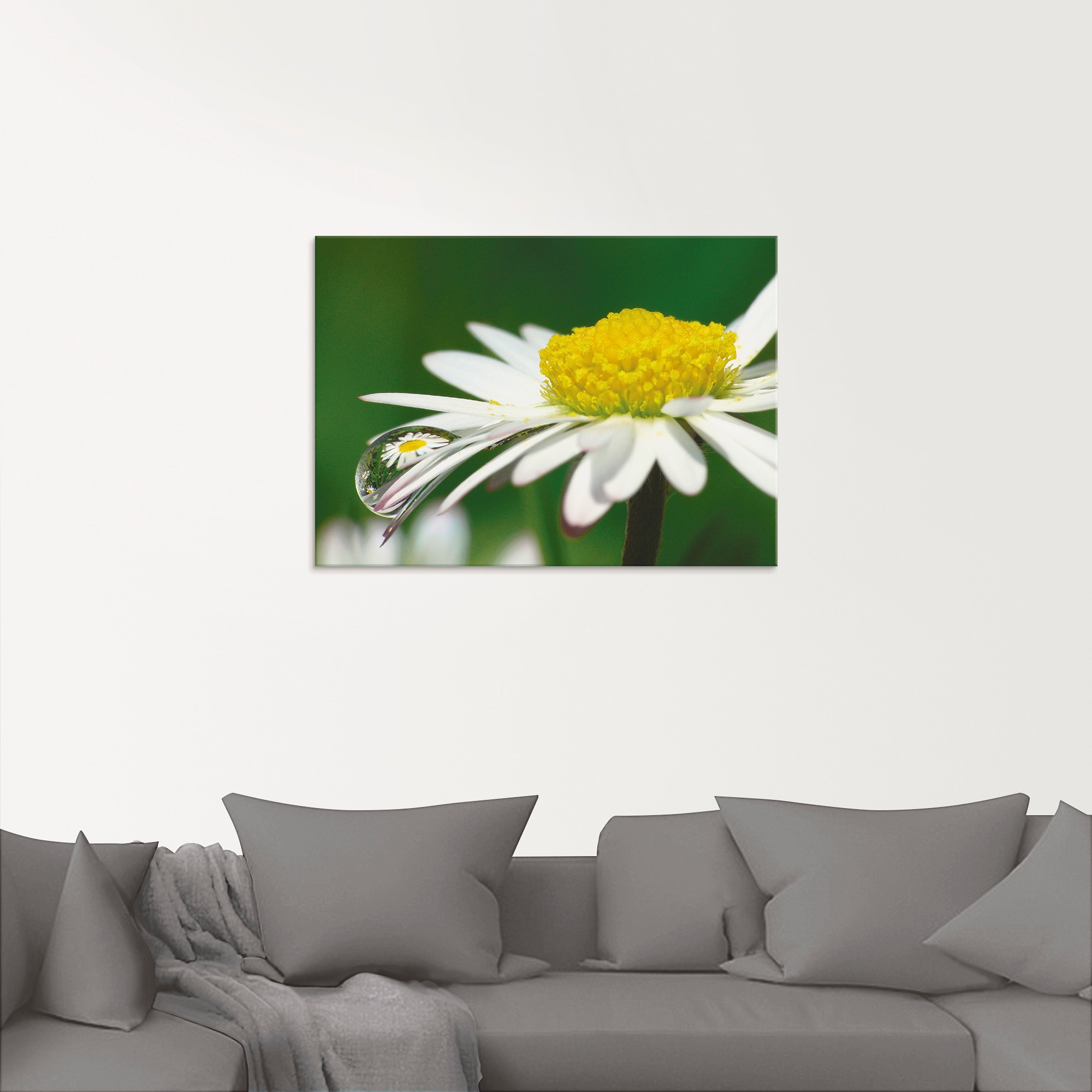 Artland Glasbild »Gänseblümchen mit Wassertropfen«, Blumen, (1 St.), in verschiedenen Größen