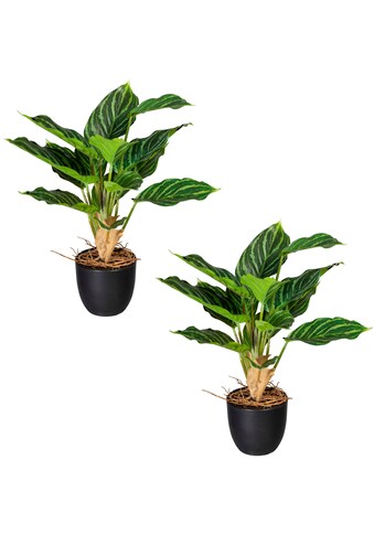 Creativ green Künstliche Zimmerpflanze »Grünpflanze Aglaonema«, (2 St.), im 2er Set kaufen