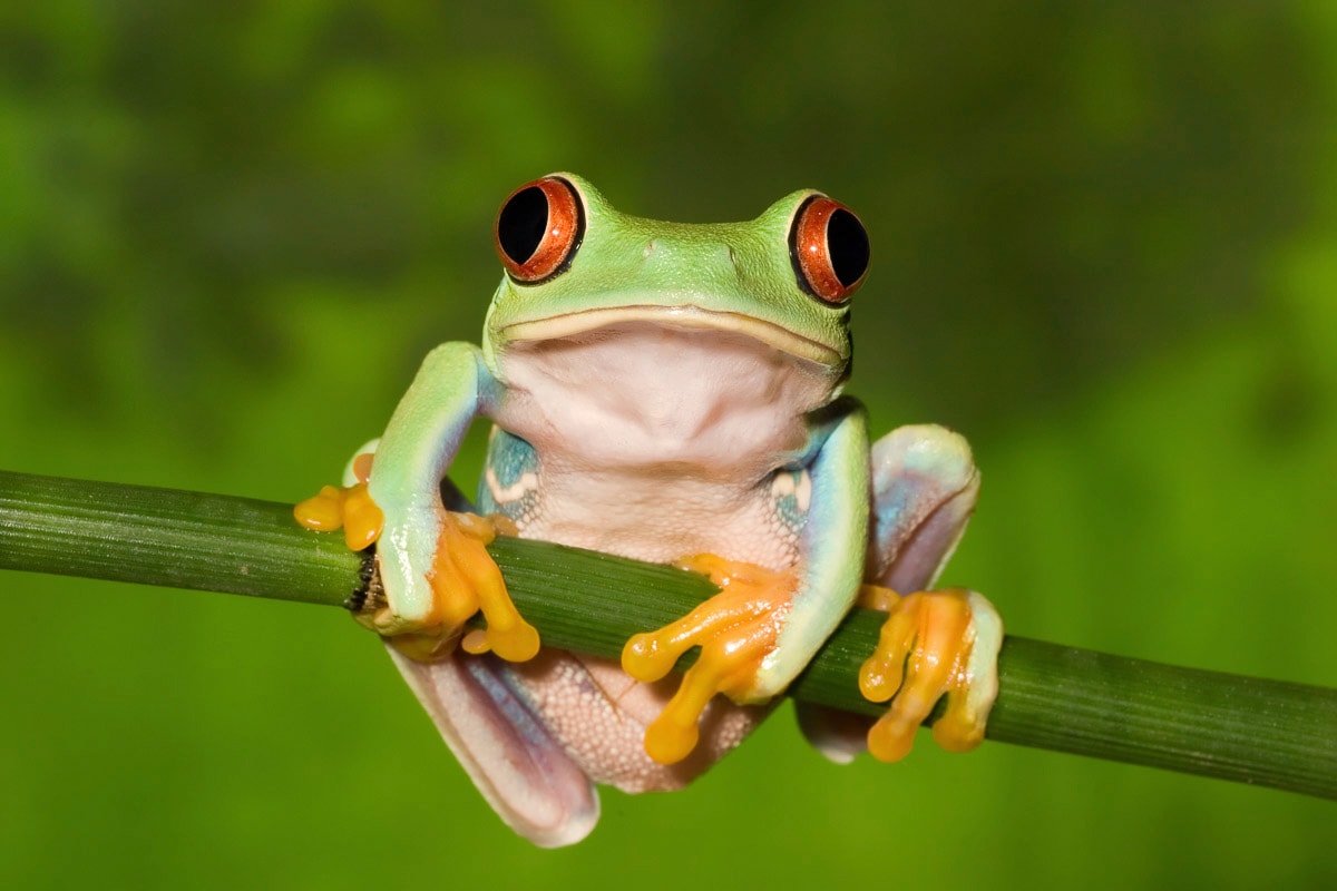 Papermoon Fototapete »Frosch« günstig online kaufen