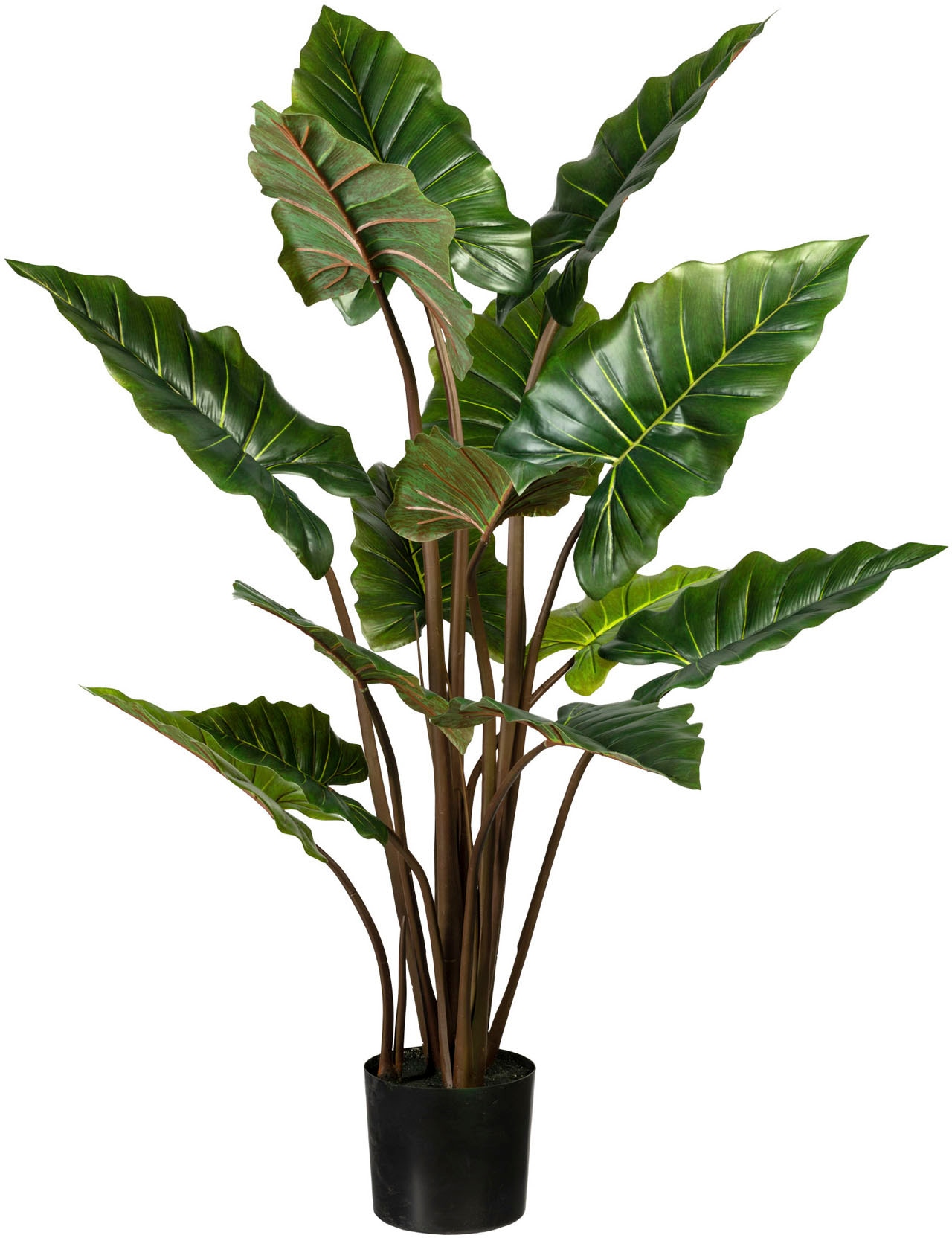 bestellen Zimmerpflanze online Creativ »Taropflanze« Künstliche green