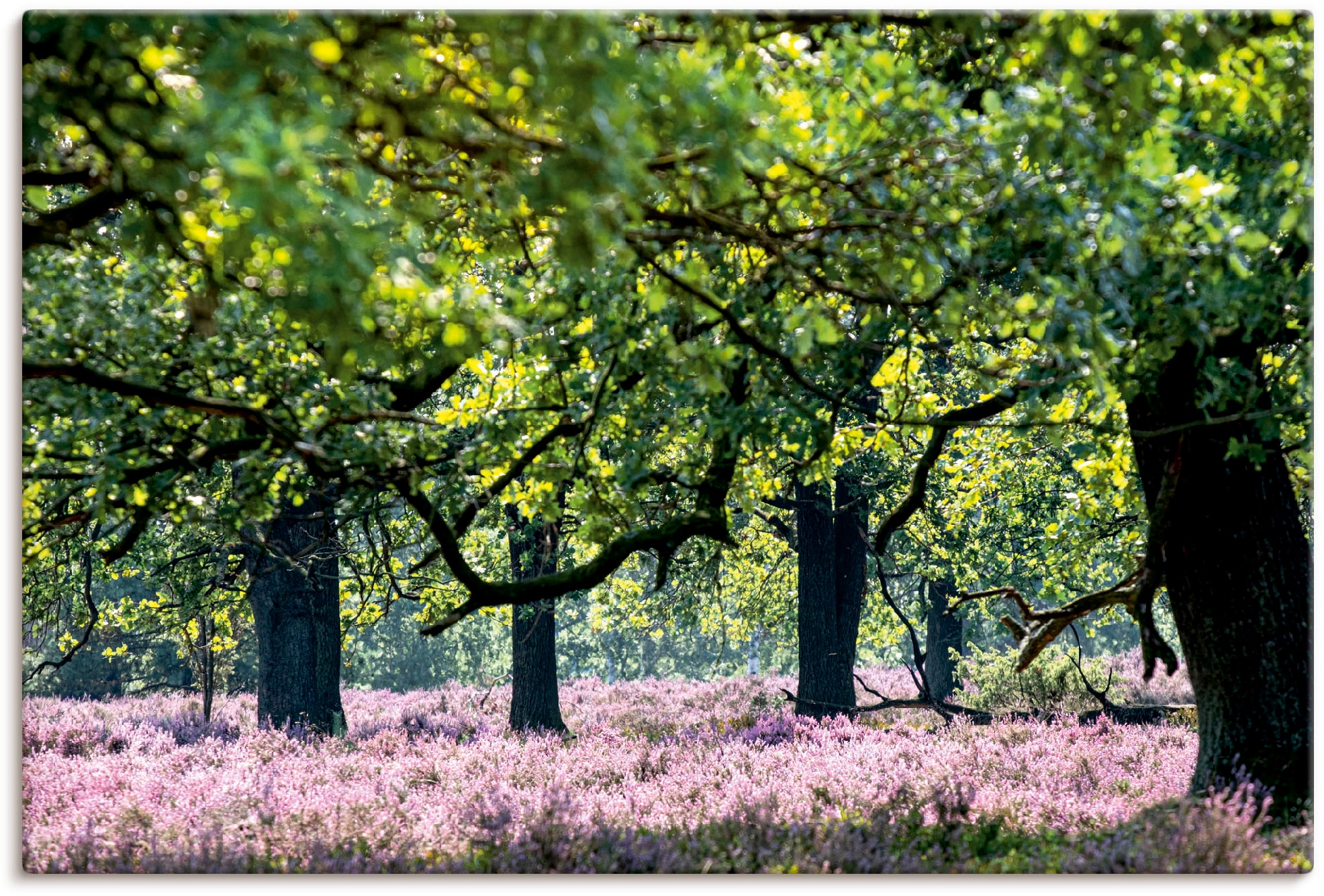 Artland Leinwandbild »Lüneburger Heide«, Wiesen & Baumbilder, (1 St.), auf günstig online kaufen