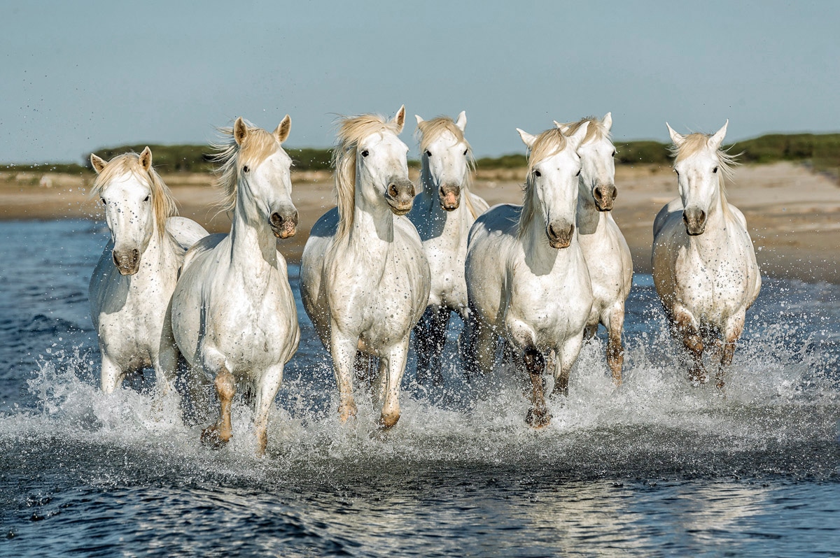 Papermoon Fototapete »PFERDE-CAMARGUE GALLOP STRAND MEER TIERE KÜSTE PROVEN günstig online kaufen