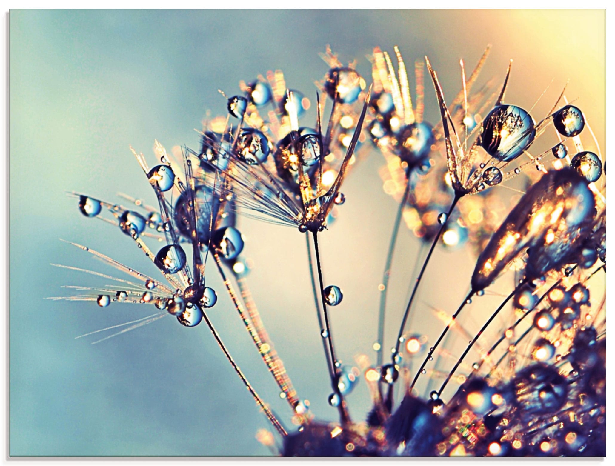 Artland Glasbild "Pusteblume Glitzertau", Blumen, (1 St.), in verschiedenen günstig online kaufen