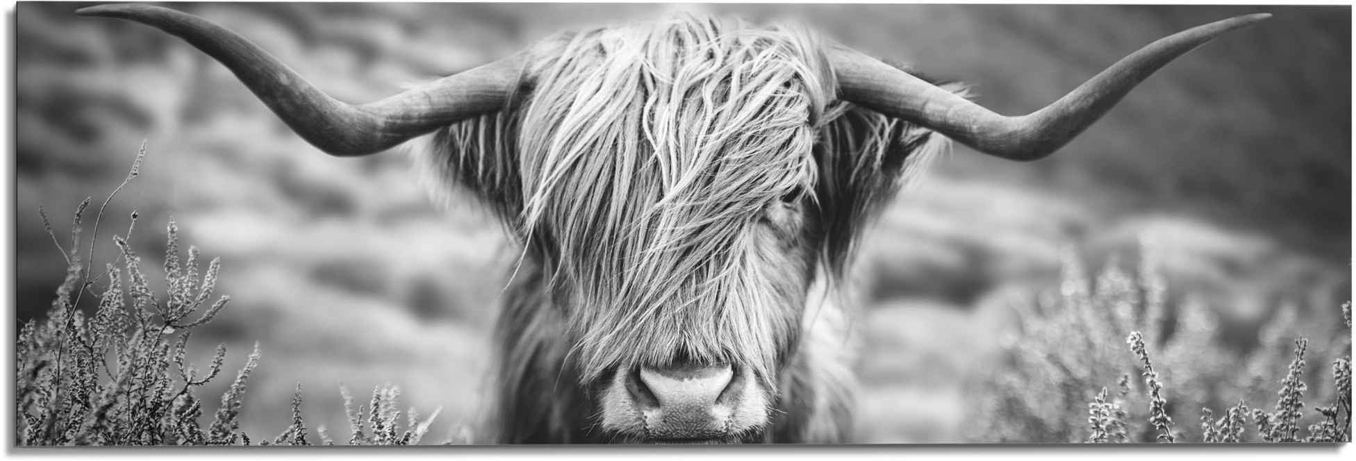 Reinders! Wandbild »Wandbild Highlander Bulle Tiermotiv - Nahaufnahme - Hoc günstig online kaufen