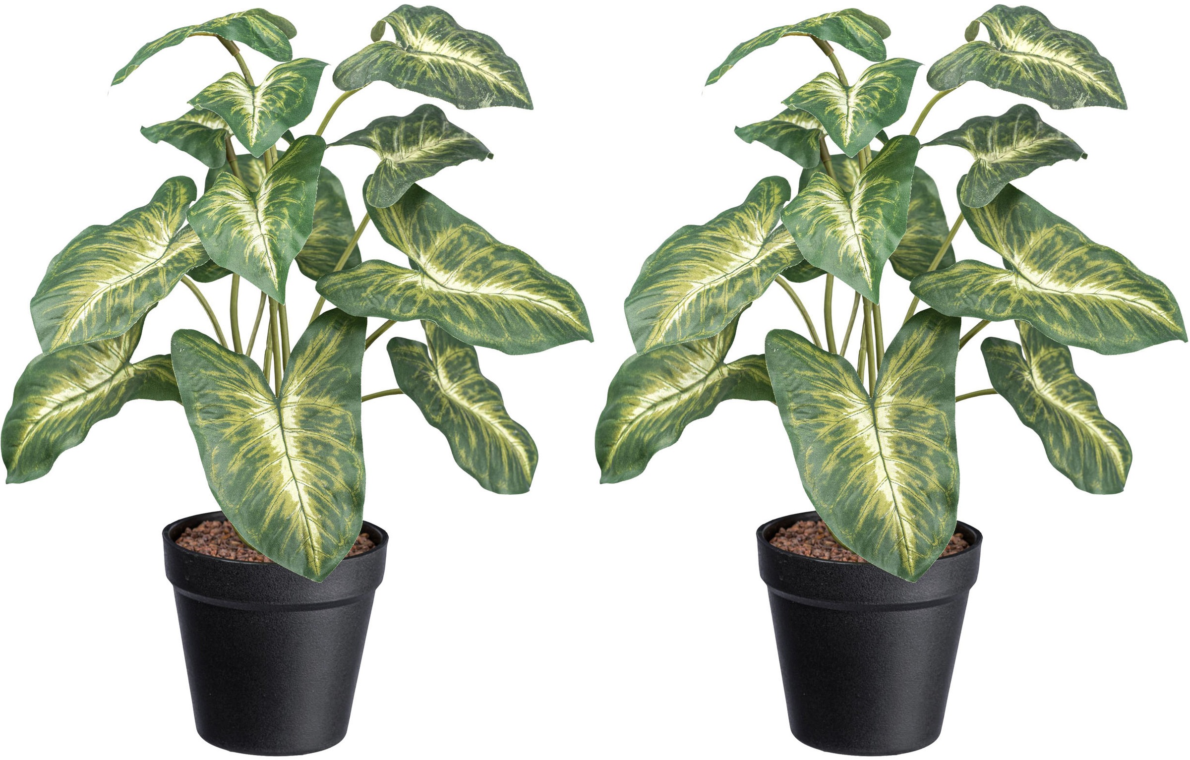 Creativ green Künstliche Zimmerpflanze »Syngonium Pixie«, mit grüngelben Blättern