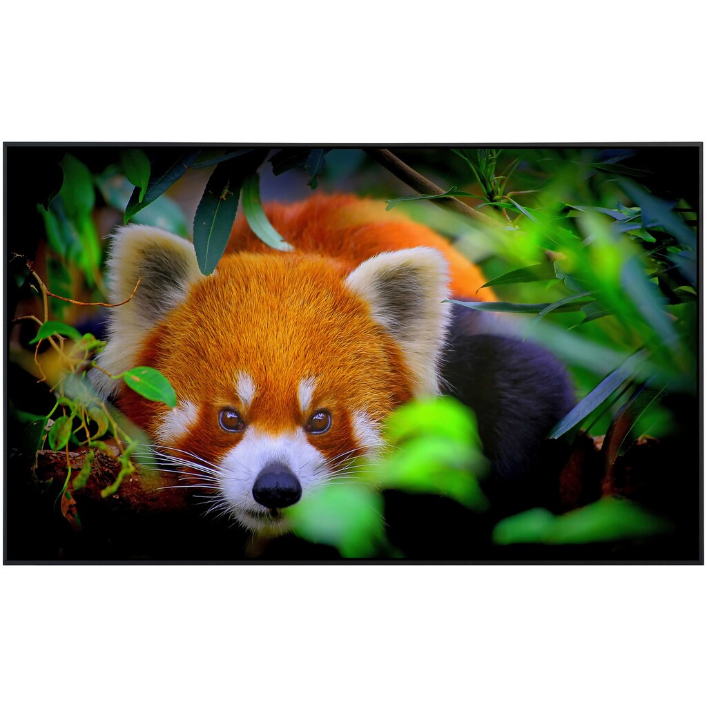 Papermoon Infrarotheizung »Rotes Panda Porträt«