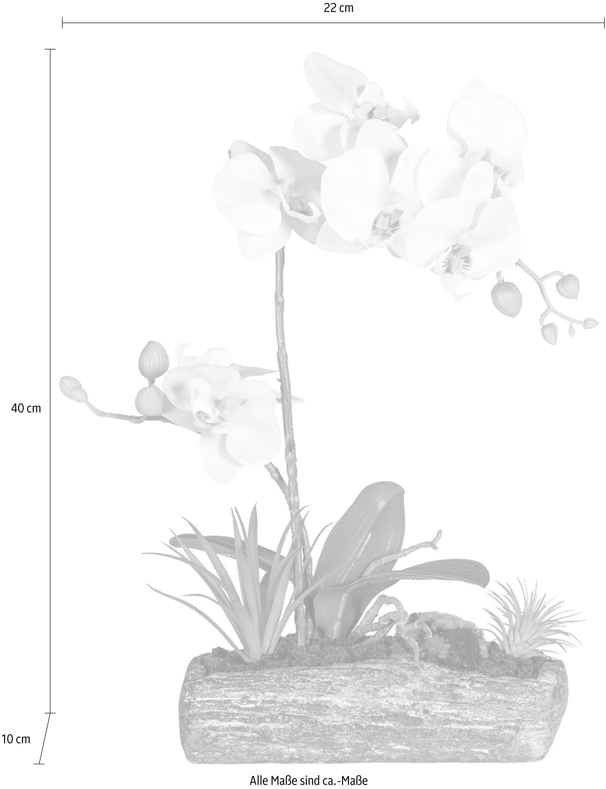 Creativ green Kunstpflanze »Phalaenopsis«