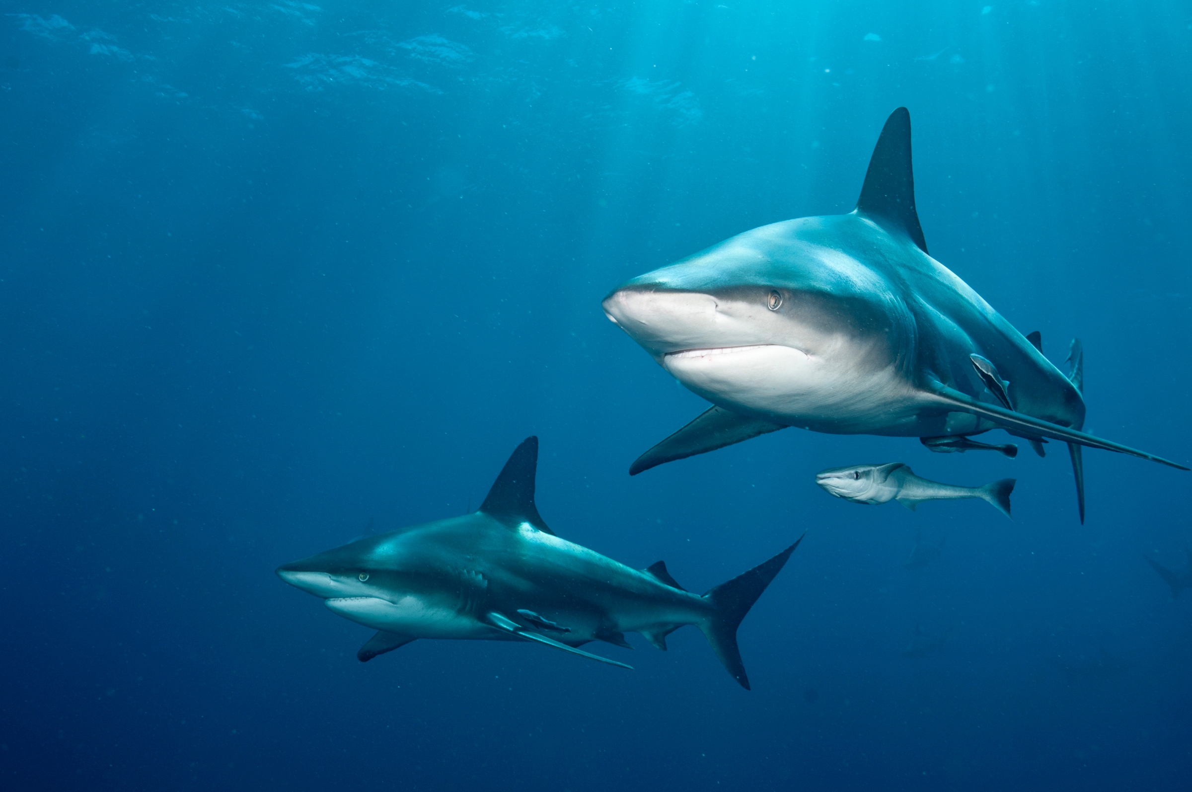 Papermoon Fototapete »SCHWARZSPITZEN-HAI-MEER UNTERWASSERWELT FISCHE DELFIN günstig online kaufen