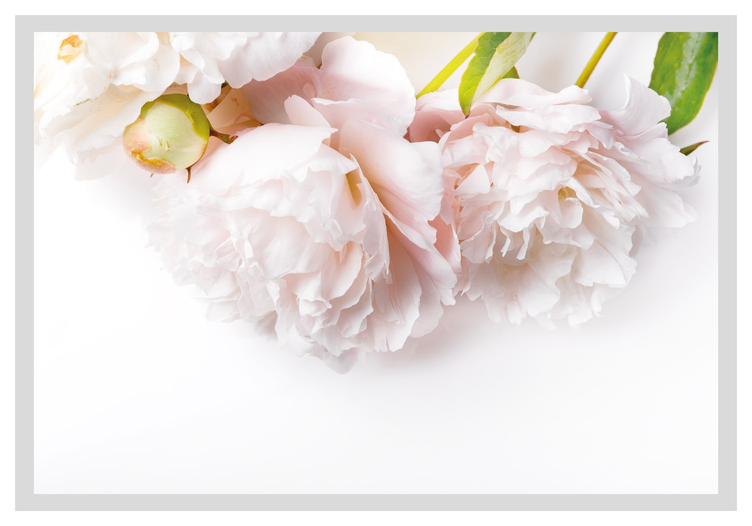 queence Bild »Maike«, Blumen, gerahmt, Rosen günstig online kaufen