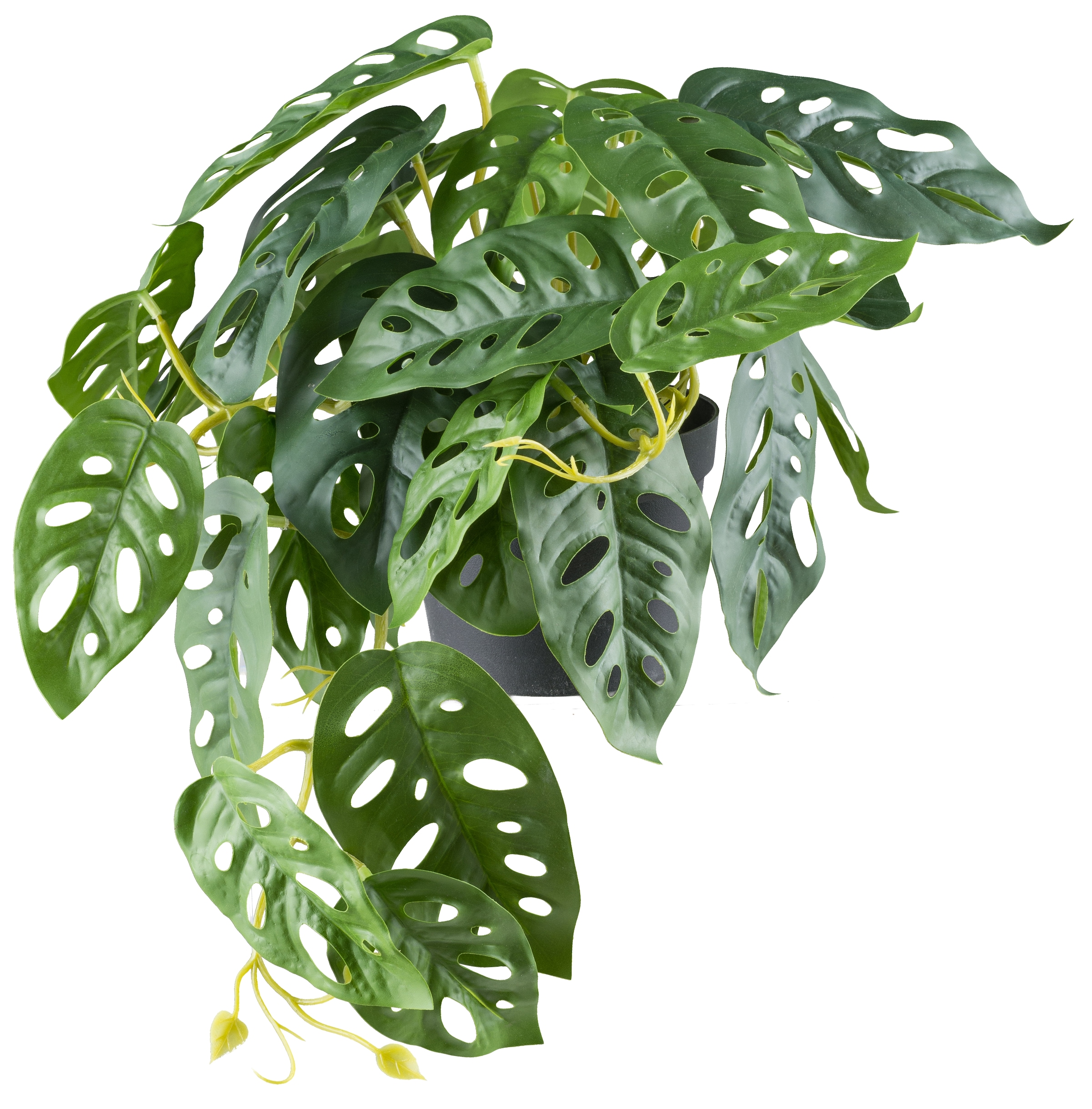 Creativ green Kunstpflanze »Monstera adesonii«, mit naturgetreuem Blattwerk