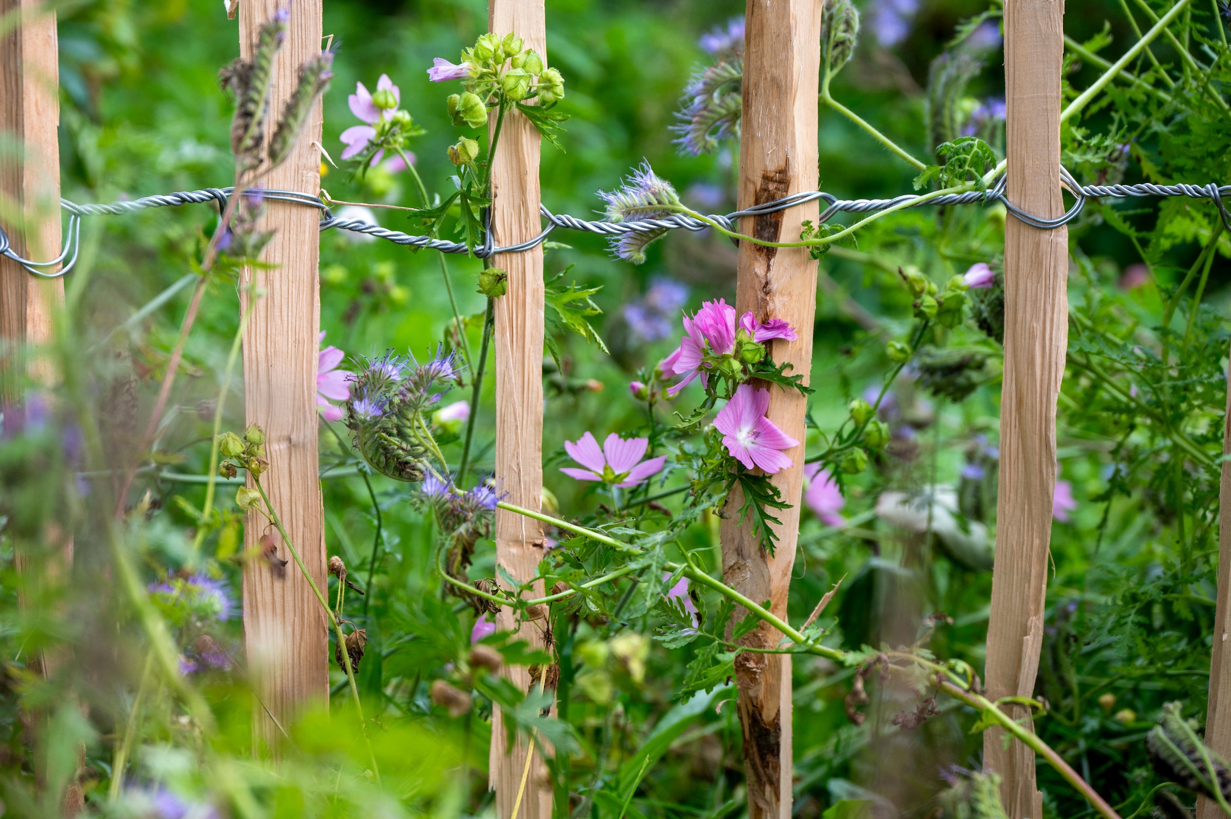 dobar Staketenzaun »aus robustem, geschältem Haselnussholz, HxL: 90x500cm«