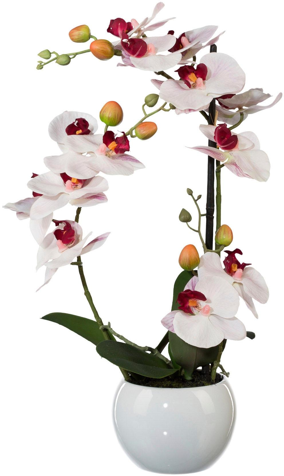 Creativ green Kunstpflanze »Phalaenopsis«, (1 St.) kaufen