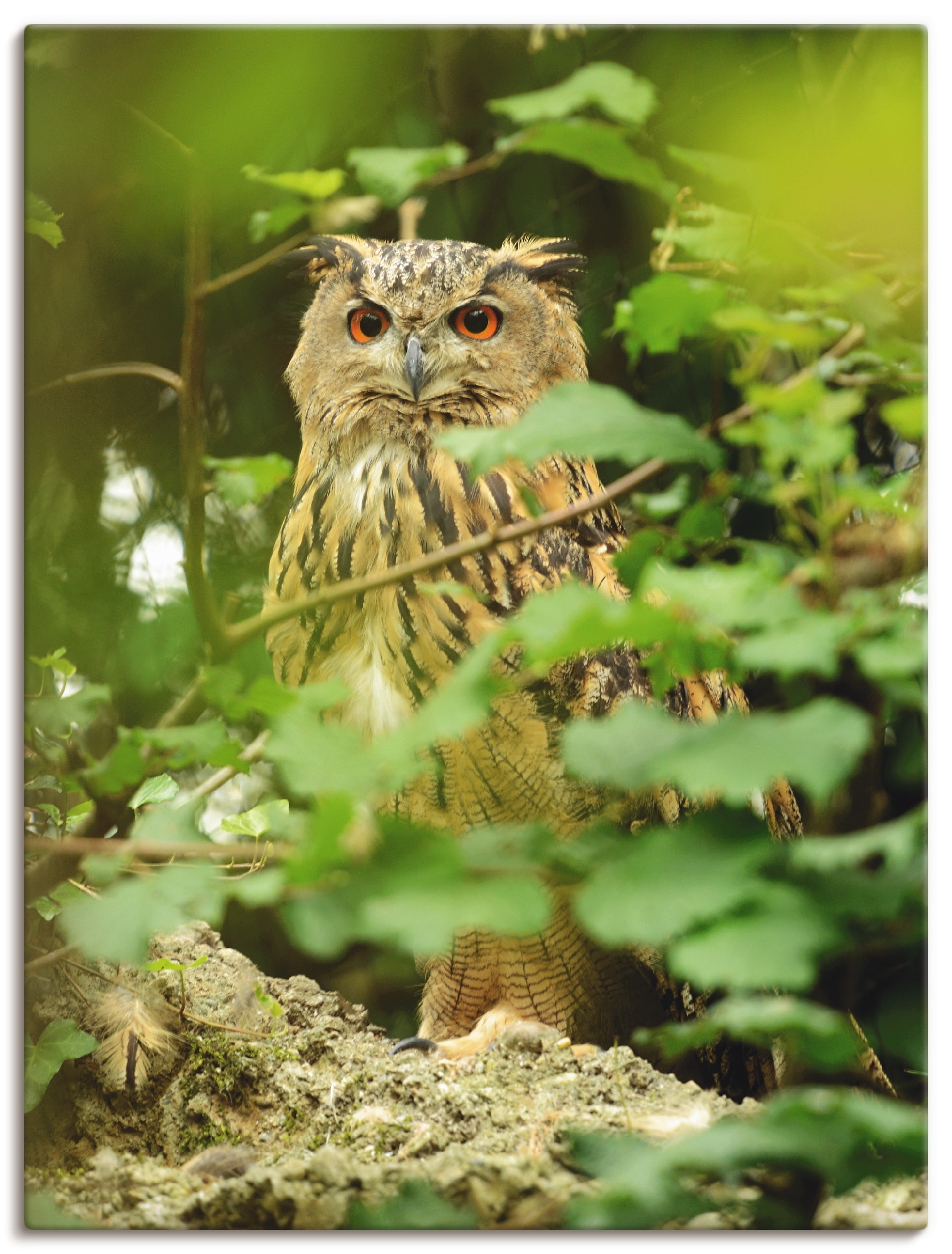 Artland Wandbild »Vogel Uhu« Vögel 1 Stk. tlg. als Leinwandbild, Poster in günstig online kaufen