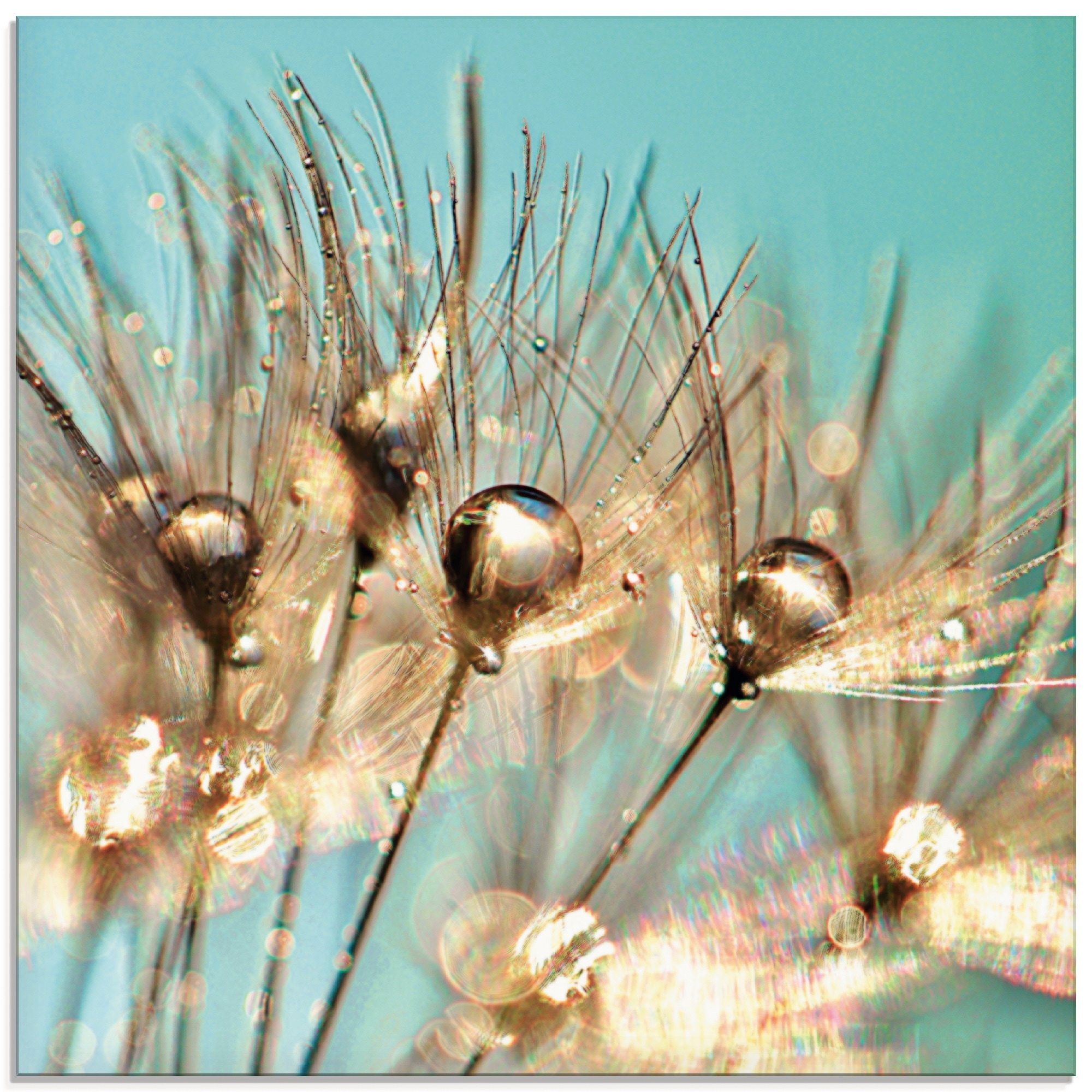 Artland Glasbild »Pusteblume Goldener Tau« 1 Stk. tlg. in verschiedenen Grö günstig online kaufen