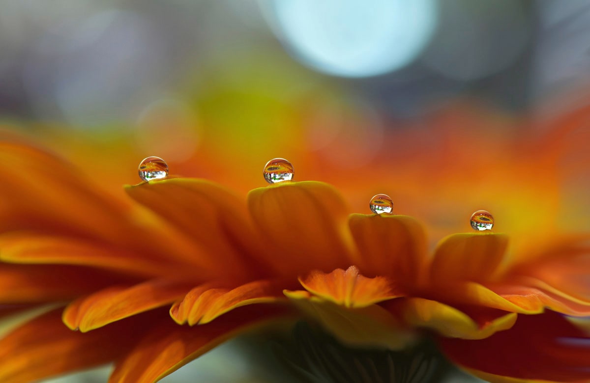 Papermoon Fototapete »Zen Wassertropfen mit Blume Makro« günstig online kaufen